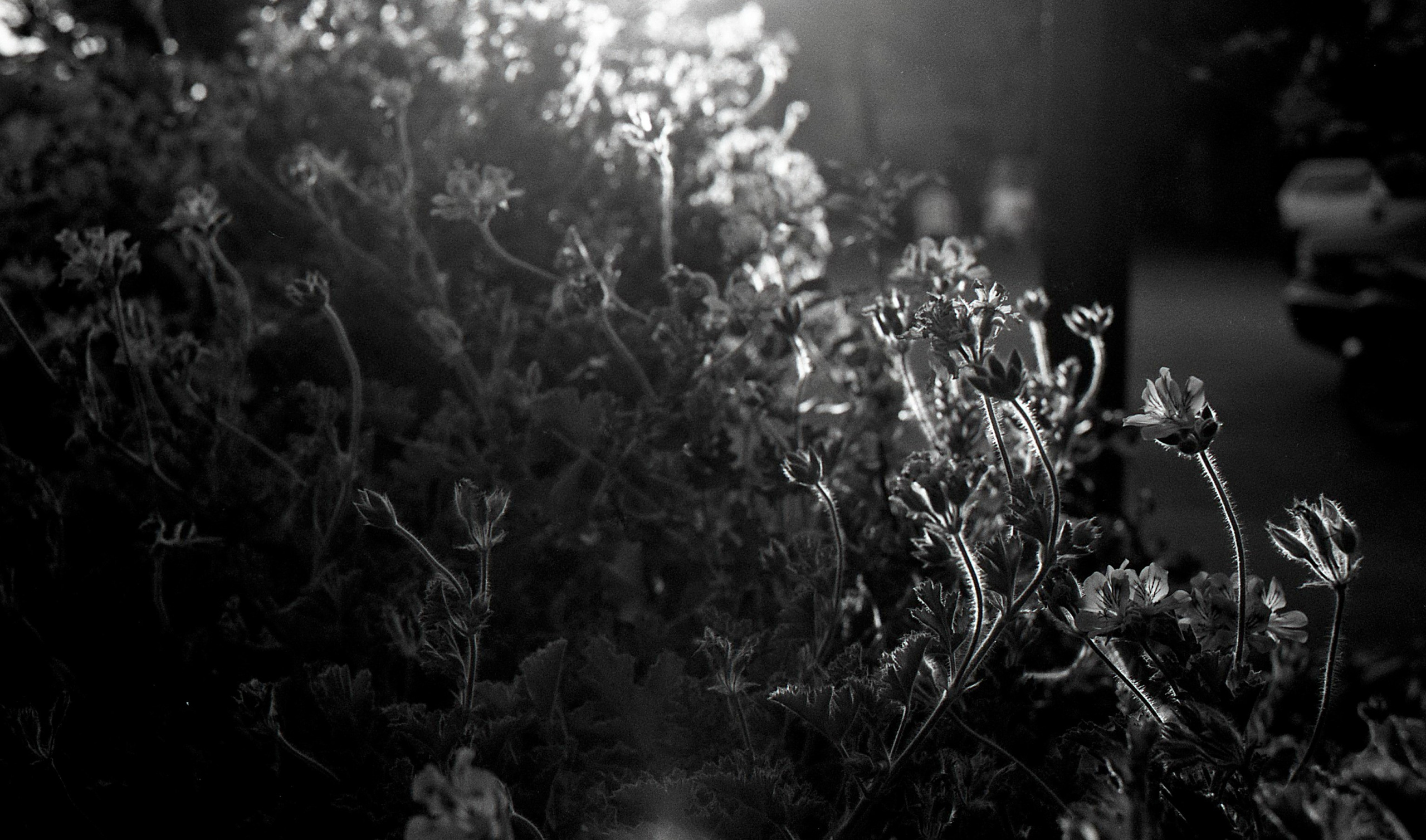 Италия, Кампания. Елена Никитина. Фотохудожник. Пленочная фотография. Принты