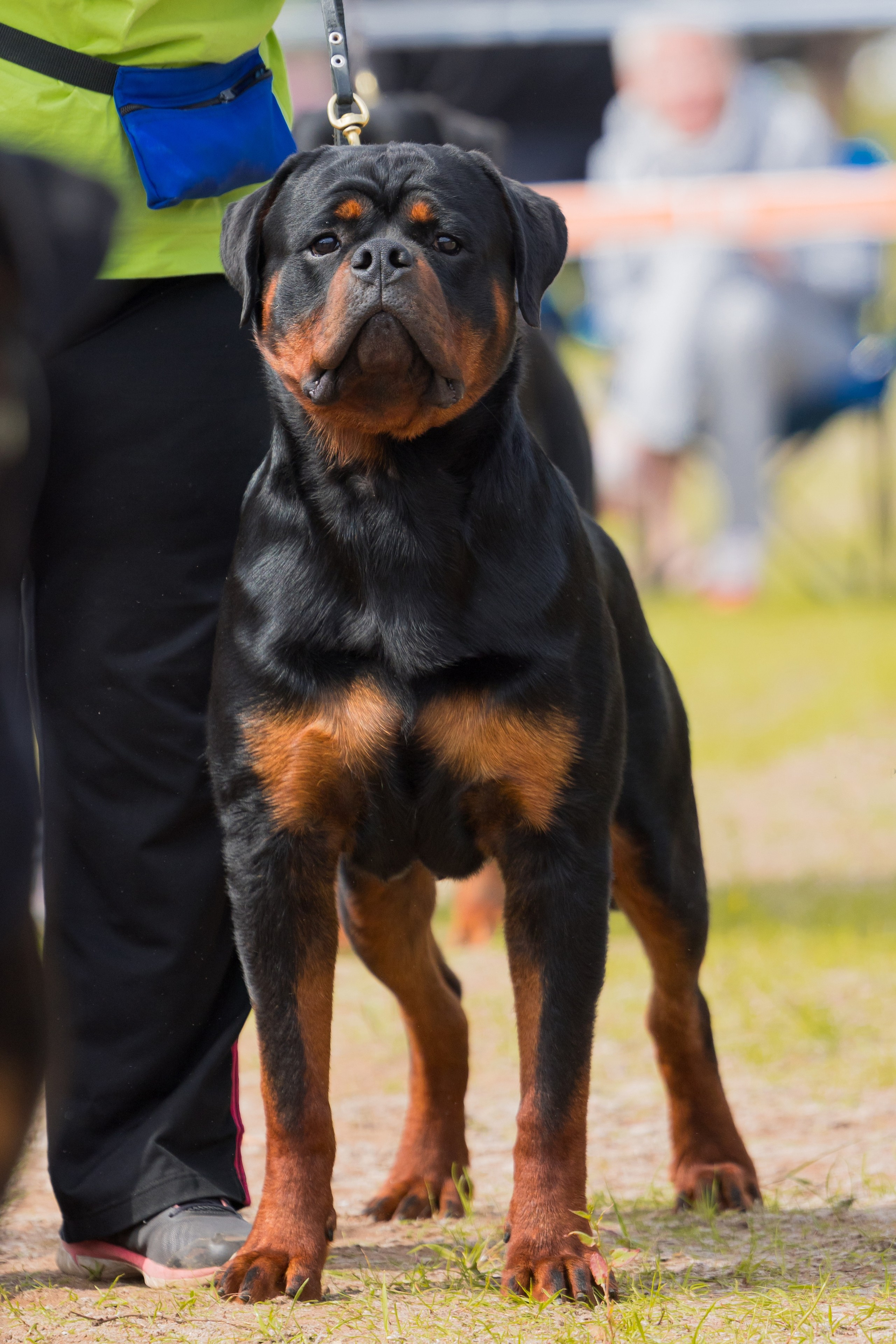 Тверь ротвейлеры 5-6.07.2025. Фотограф-анималист Юлия Германика