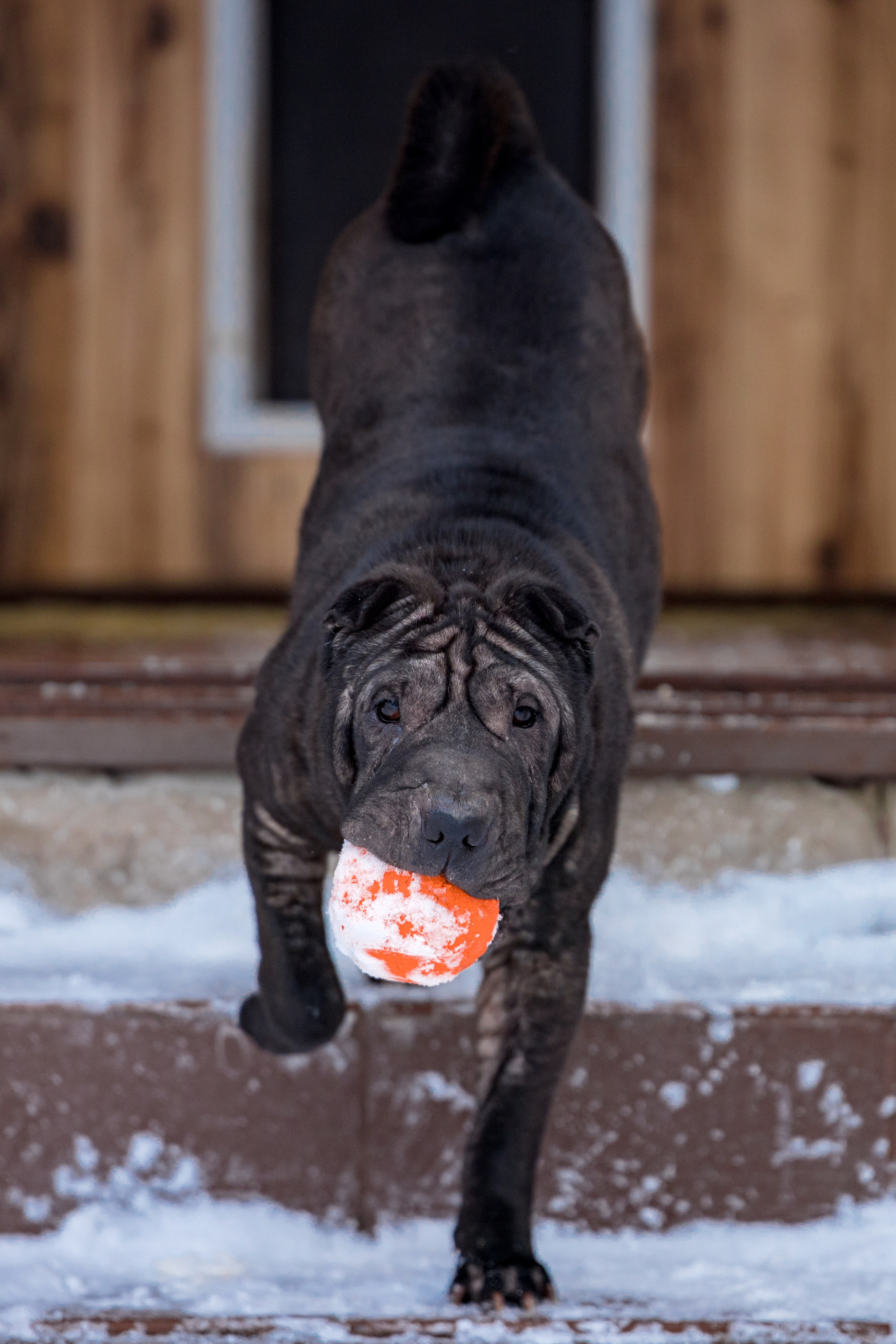 В гостях у шарпеев 16.01.2024. Фотограф-анималист Юлия Германика