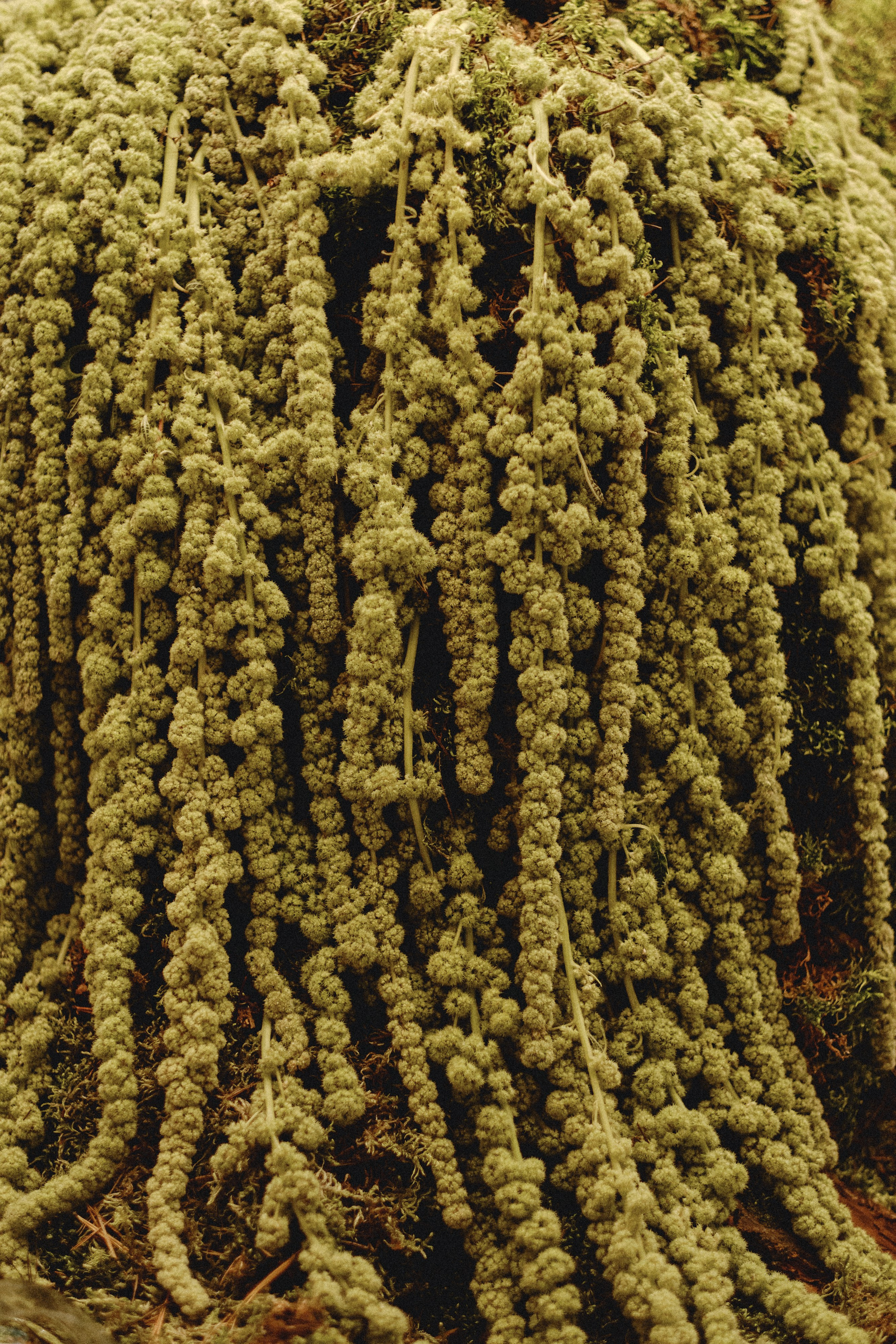 STEFANO RICCI x TSUM. Baccarat. Portrait and reportage photographer