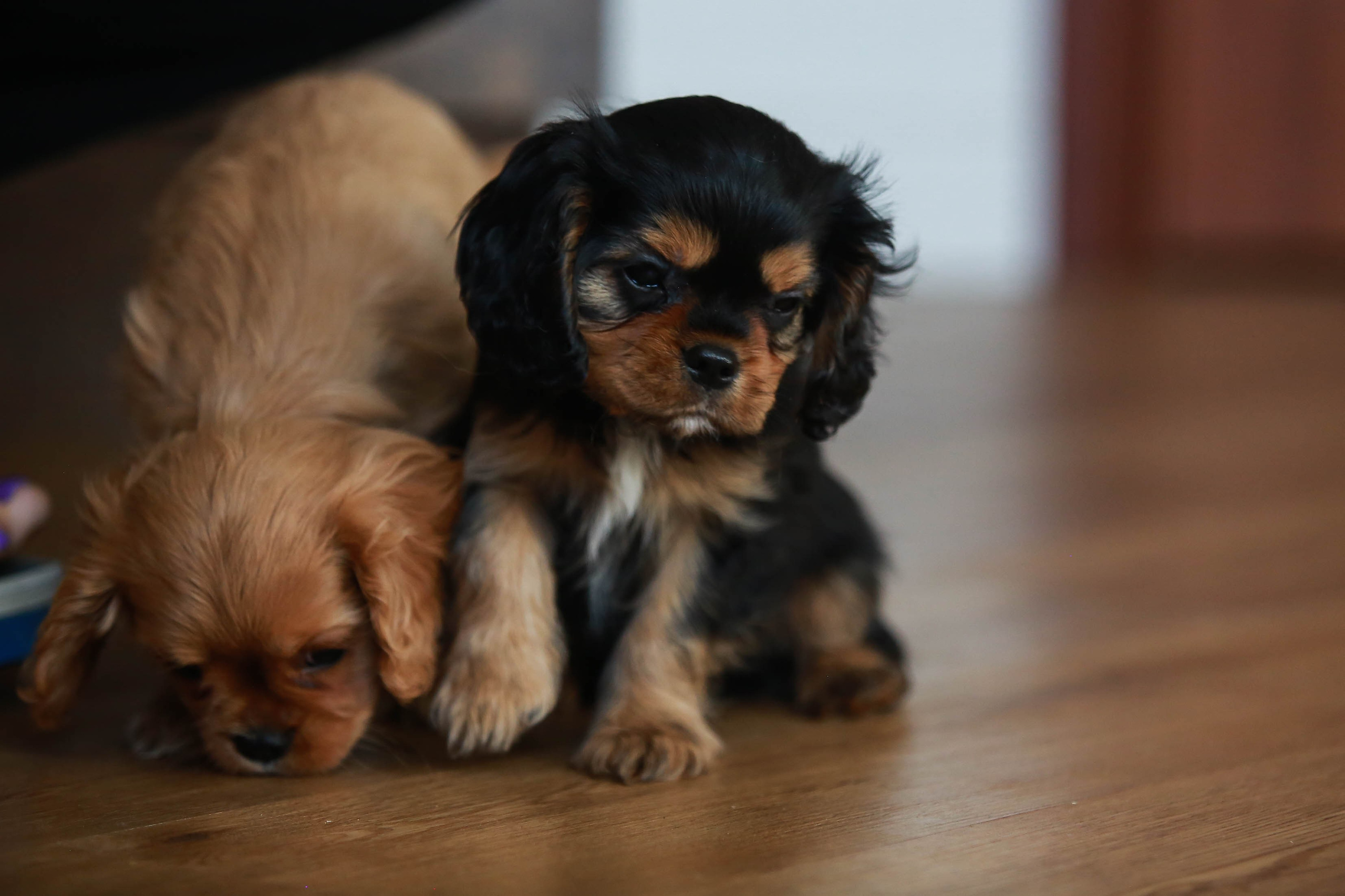 Щенки. Семейный и детский фотограф в Москве Мария Быкова
