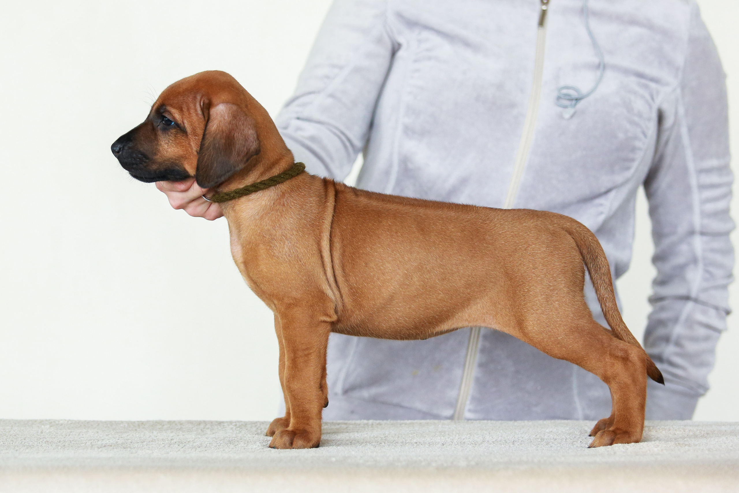 Щенки. Семейный и детский фотограф в Москве Мария Быкова