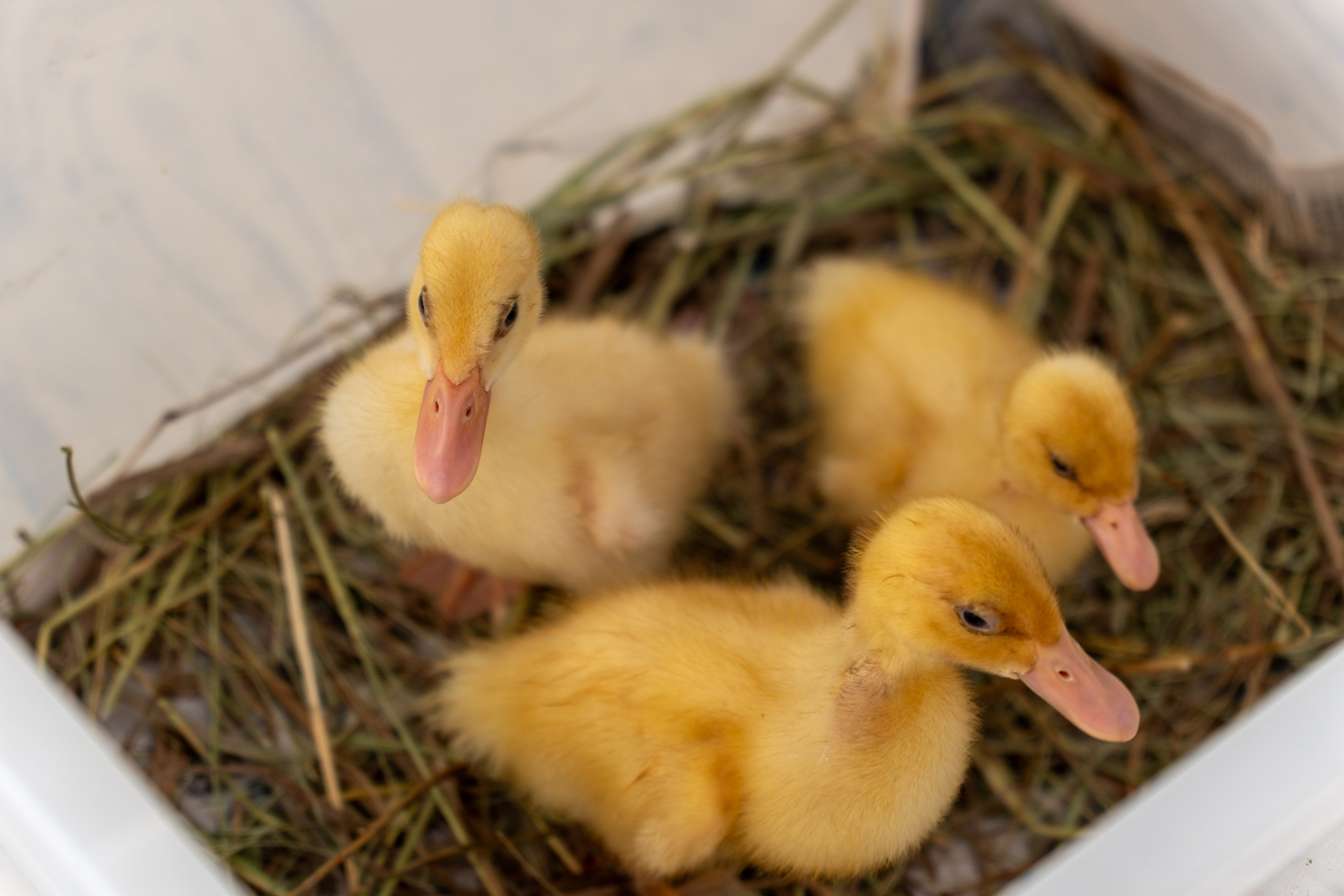 Семейная фотосессия на Пасху. Фото и видео съёмка в Москве и МО Александр Чапала и Трояк Алеся