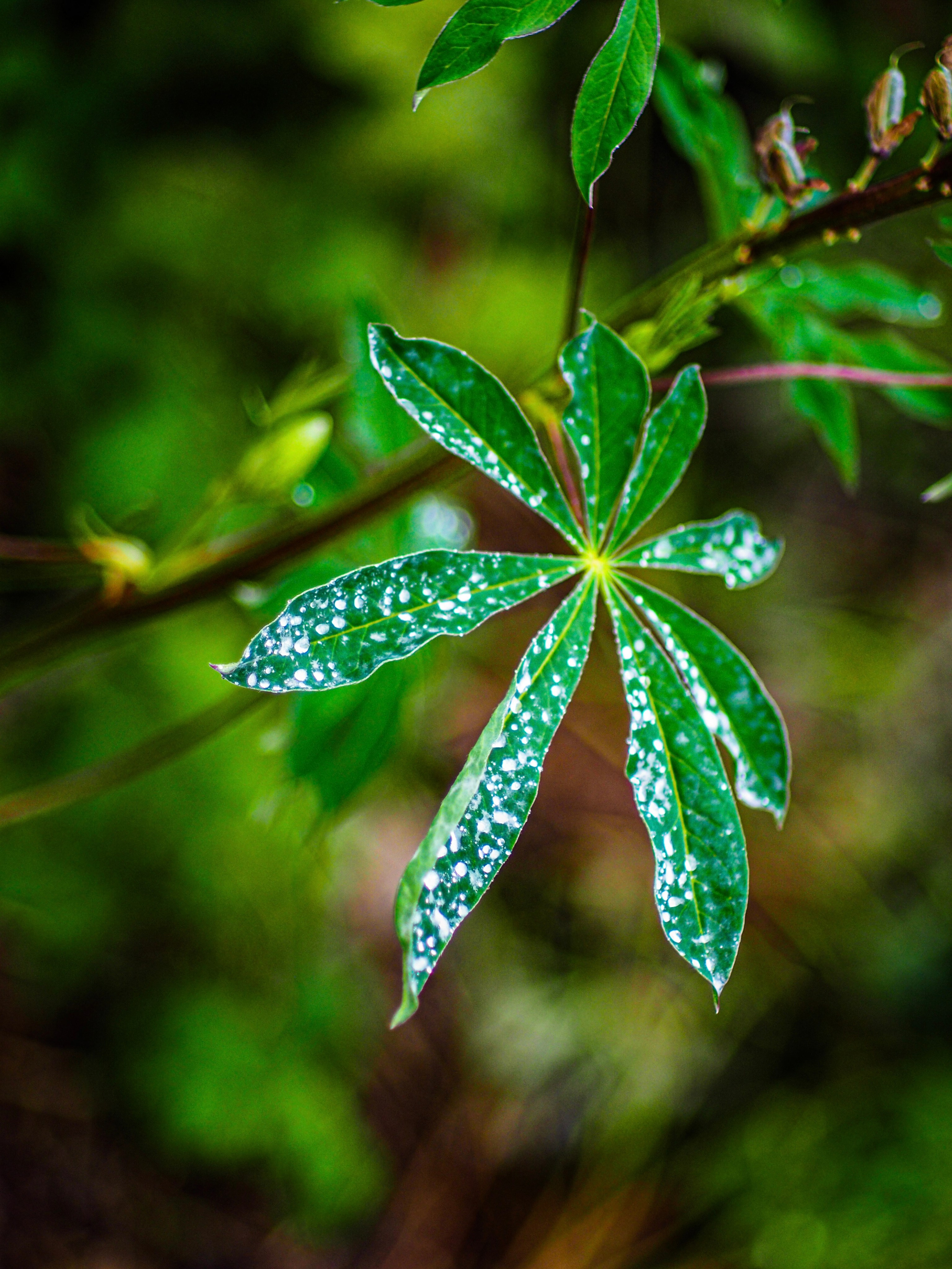 Природа/Животные