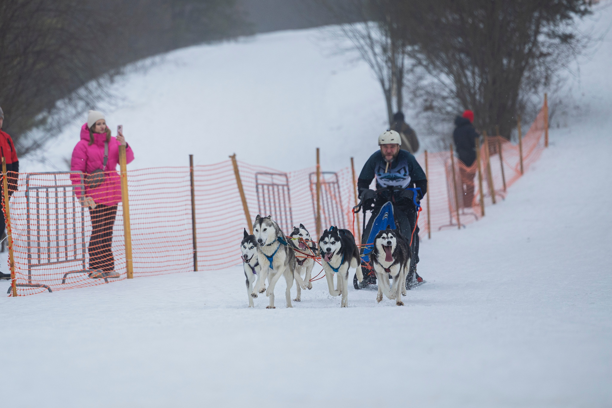 Зимний Чемпионат Санкт-Петербурга по ездовому спорту. Фотограф-анималист Анна Маринич