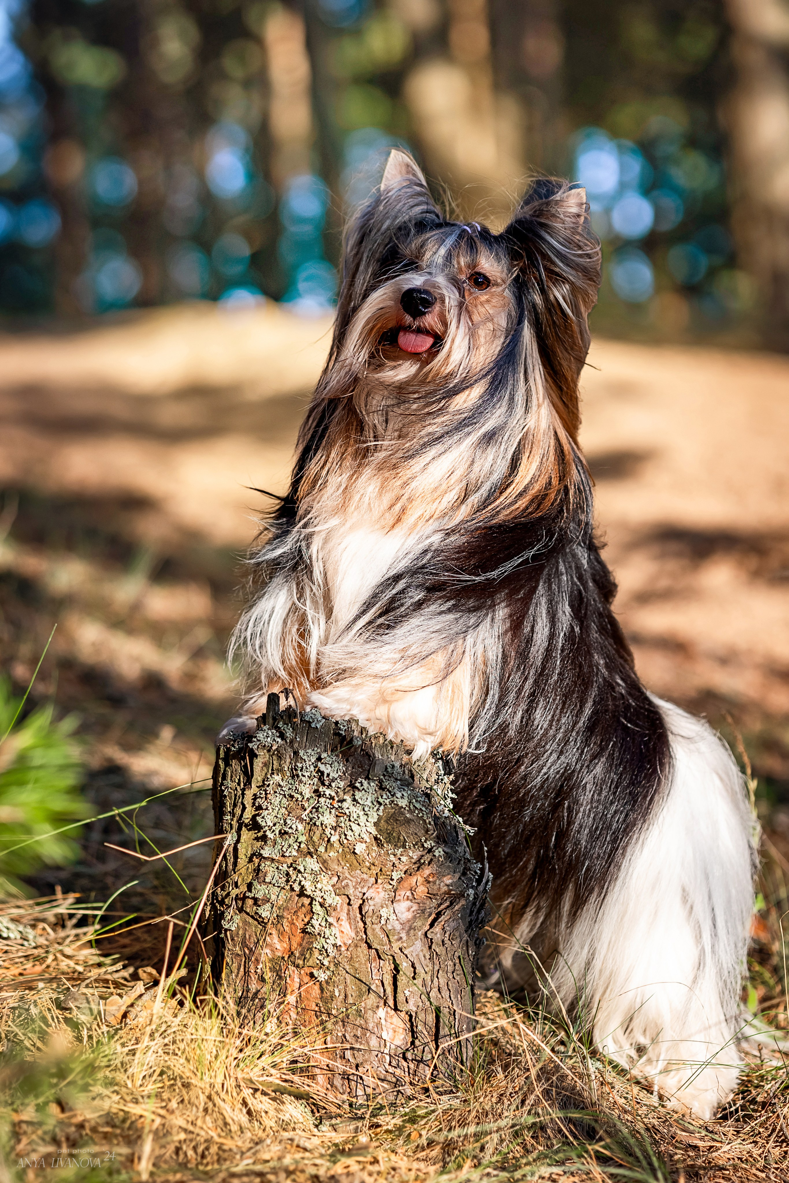 Катя и йорки. Фотограф анималист Аня Ливанова | Рыбинск