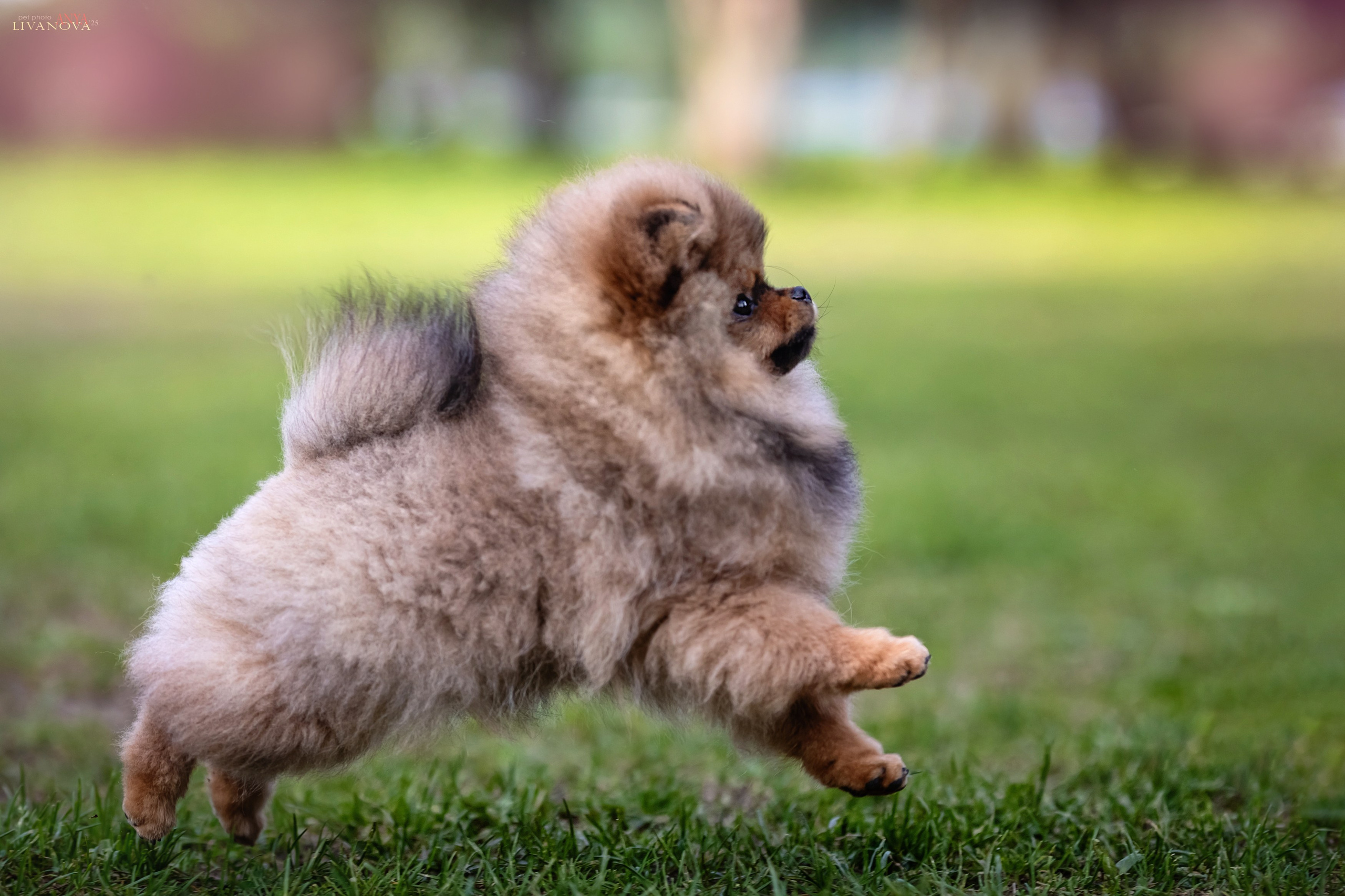 Шпицы. Фотограф анималист Аня Ливанова | Рыбинск