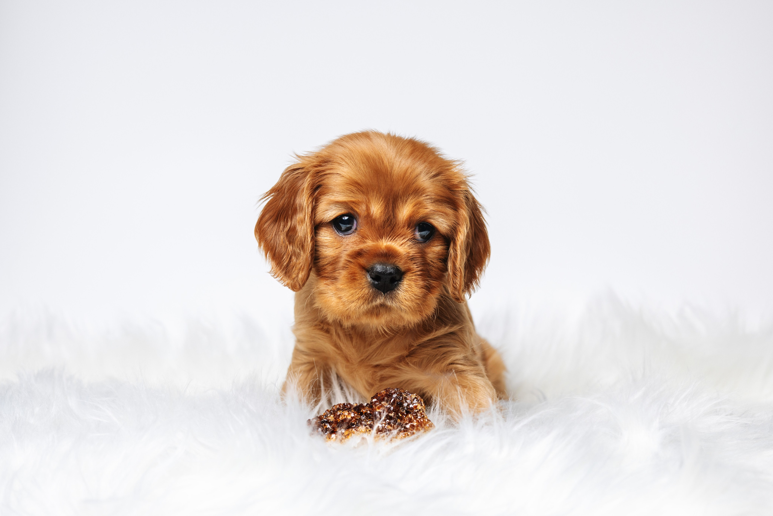 ККЧС. Фотограф анималист Осипчикова Мария