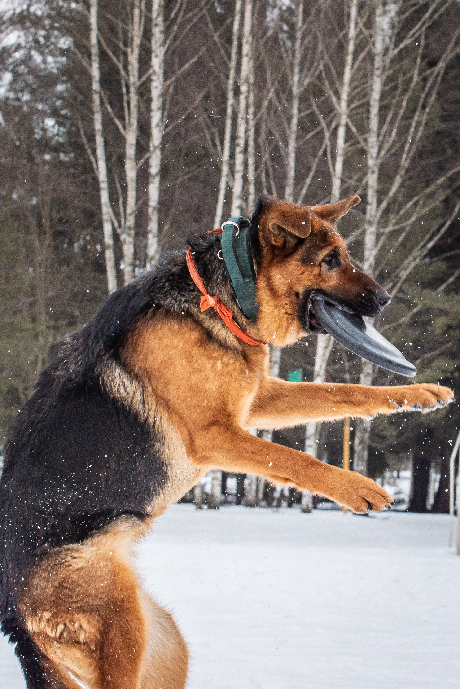 Фотосъёмка с собаками в Кинологическом лагере. Фотограф Макс Огурцов в Нижнем Новгороде