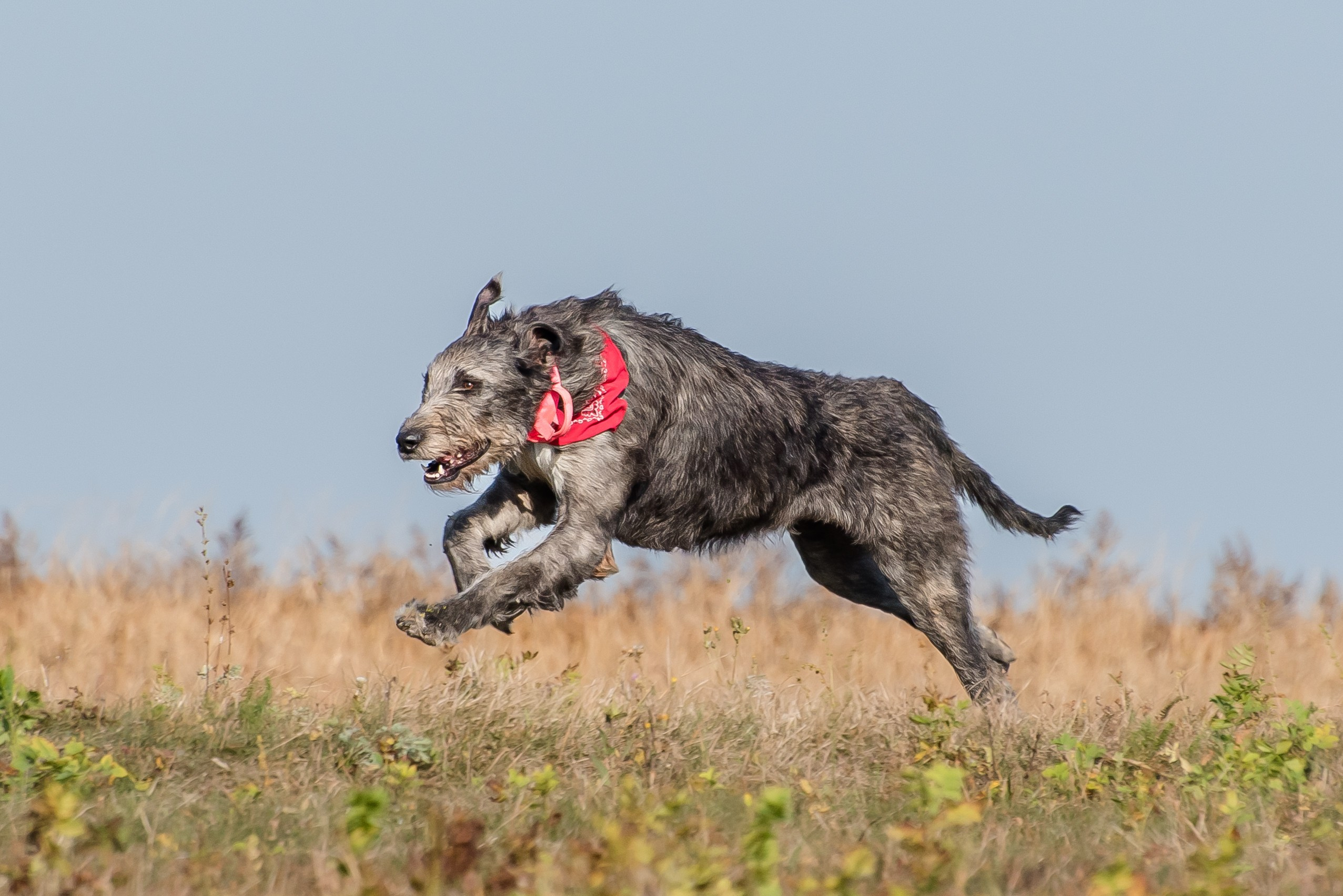Спортивный фотограф анималист курсинг. Фотограф Макс Огурцов в Нижнем Новгороде