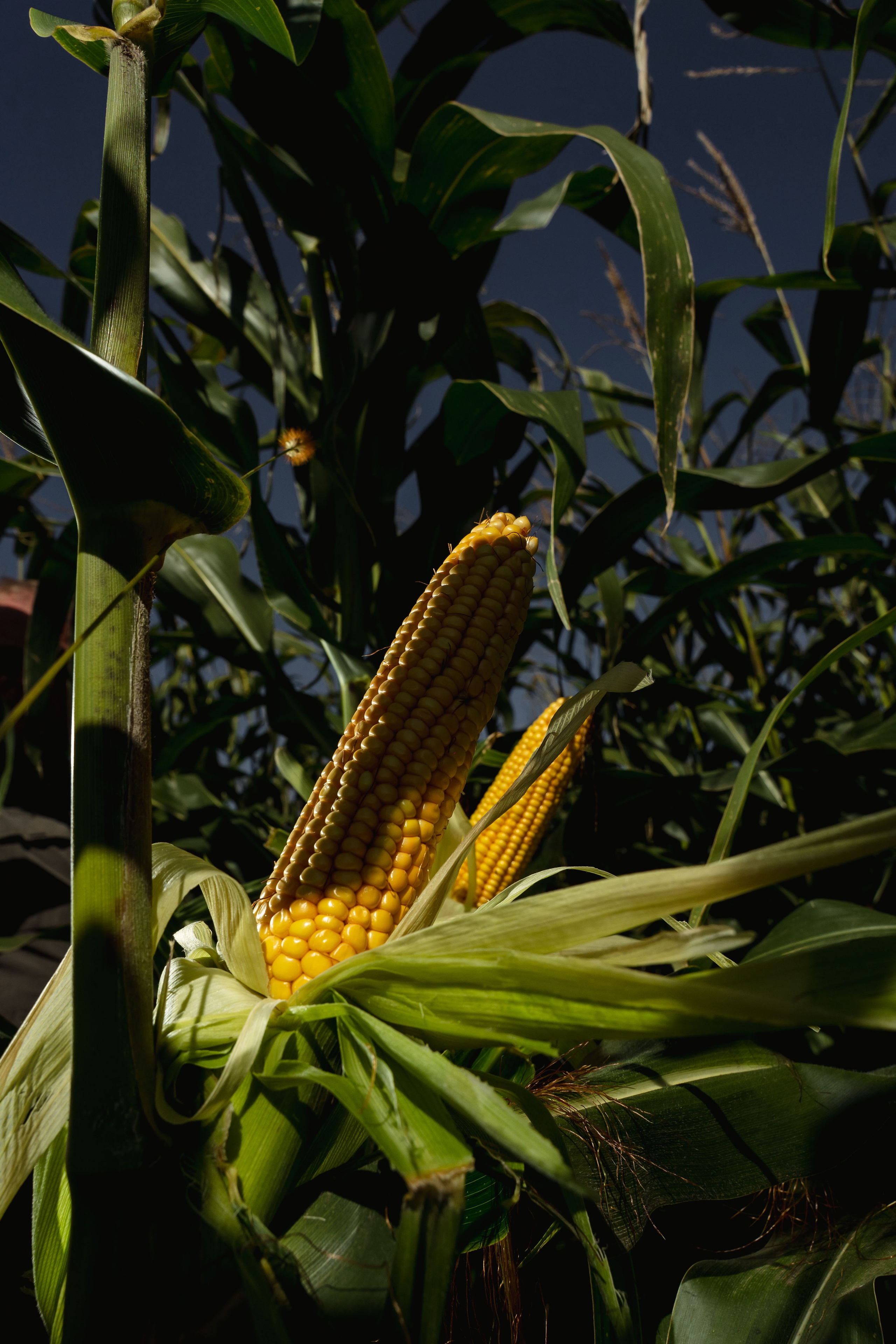 Коммерция. Портретный и событийный фотограф в Барнауле, Москве, Новосибирске