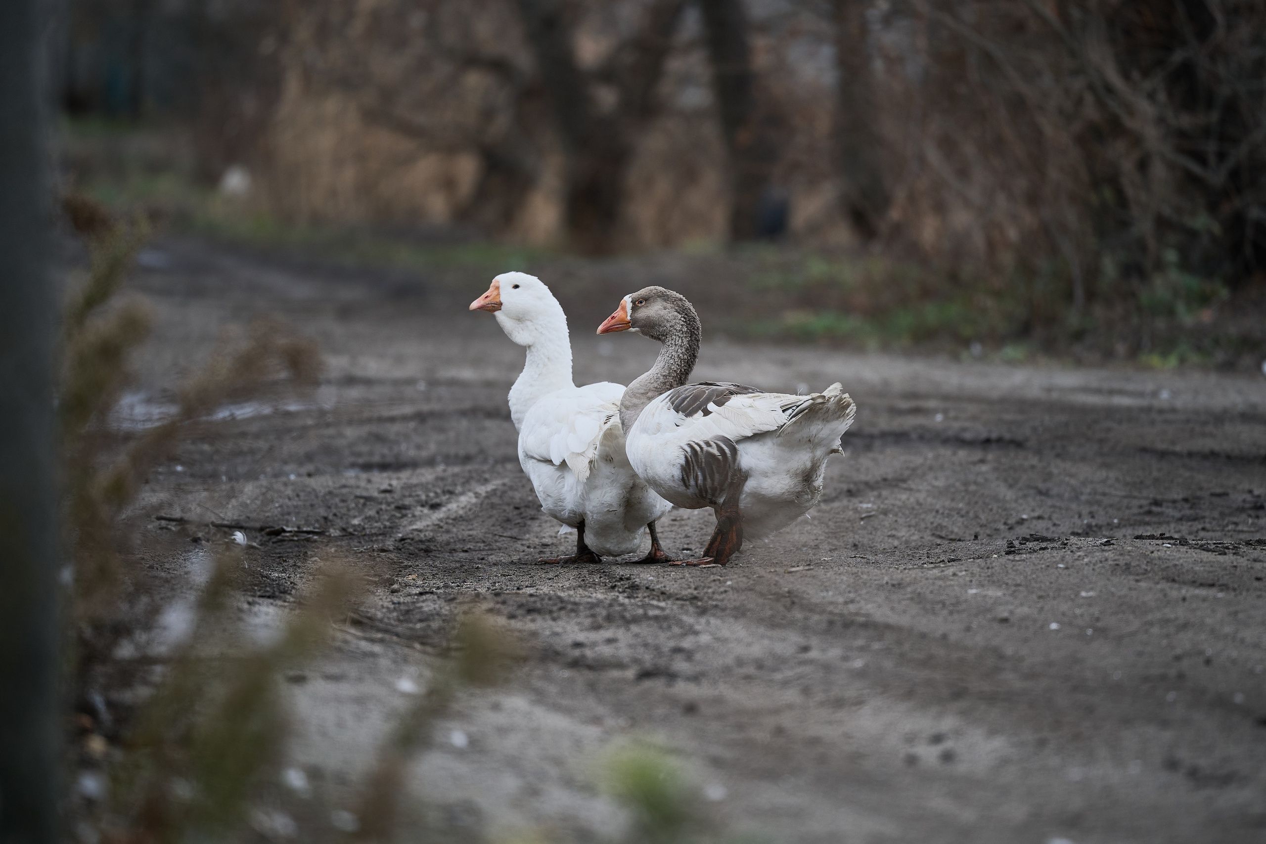 Краснореченское. Луганская область. Фотопроект «Территории»
