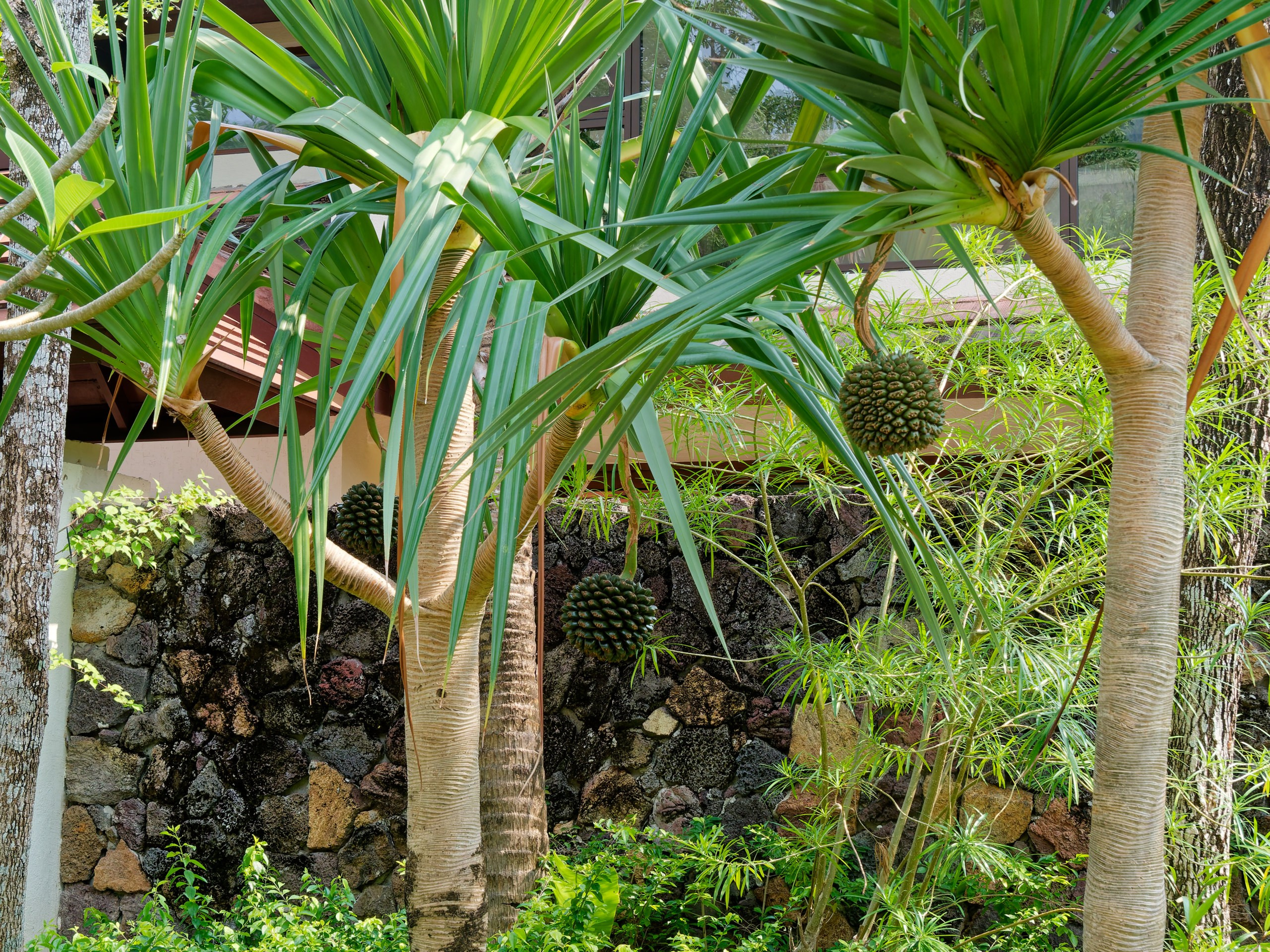 Хайнань 2026, флора, цветы и деревья. Фотопрогулки по Миру