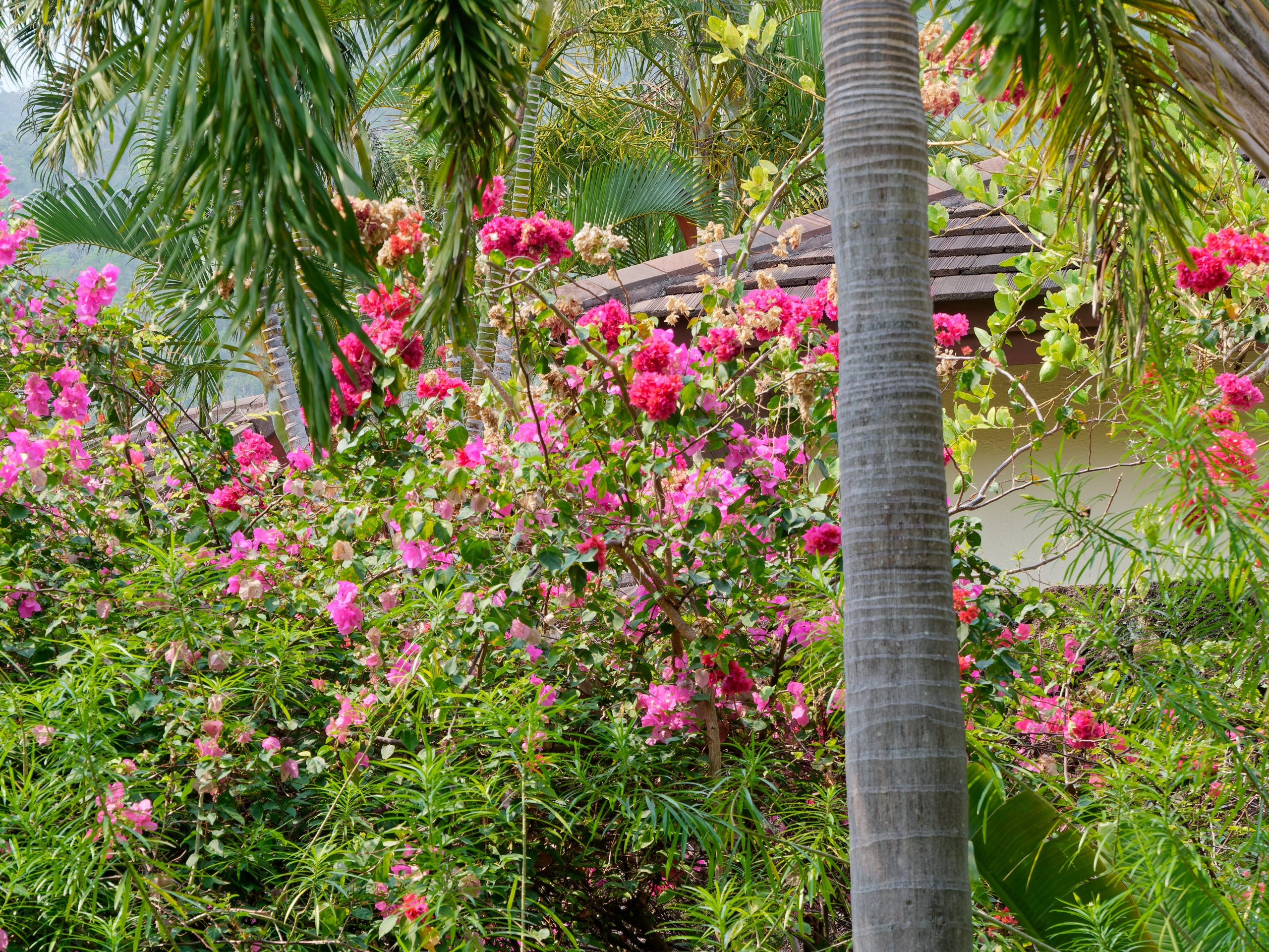 Хайнань 2026, флора, цветы и деревья. Фотопрогулки по Миру