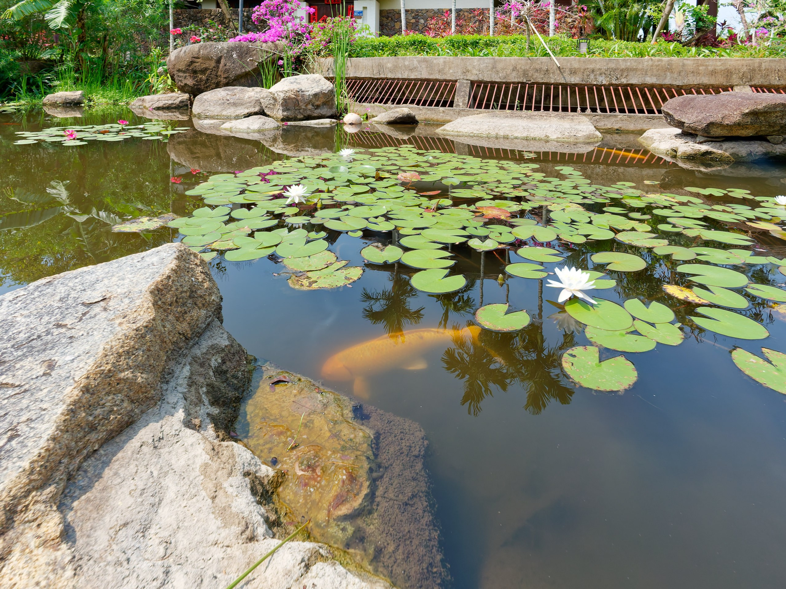 Хайнань 2026, флора, цветы и деревья. Фотопрогулки по Миру