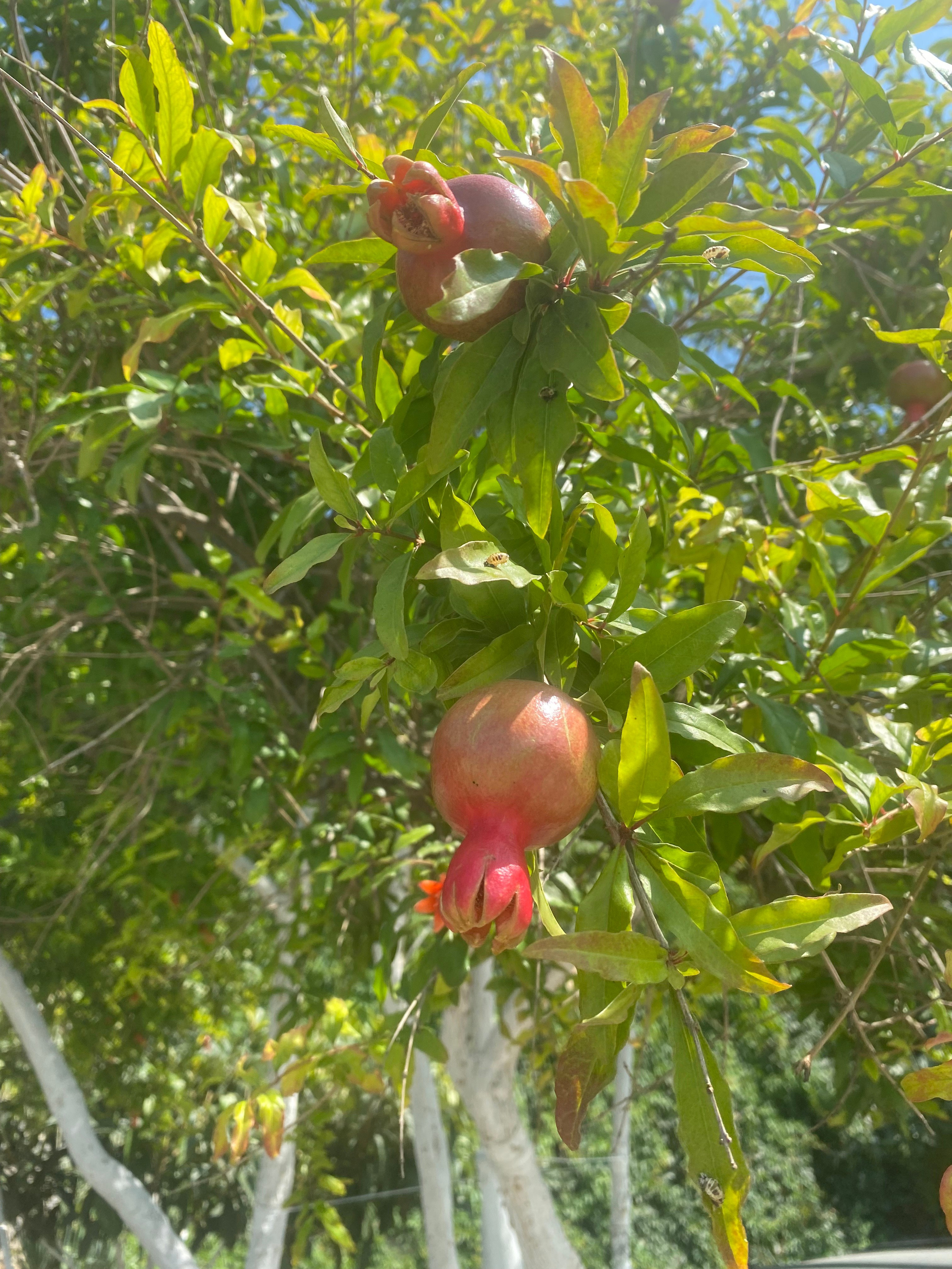 Равда, Несебр — 21. Своя Мастерская