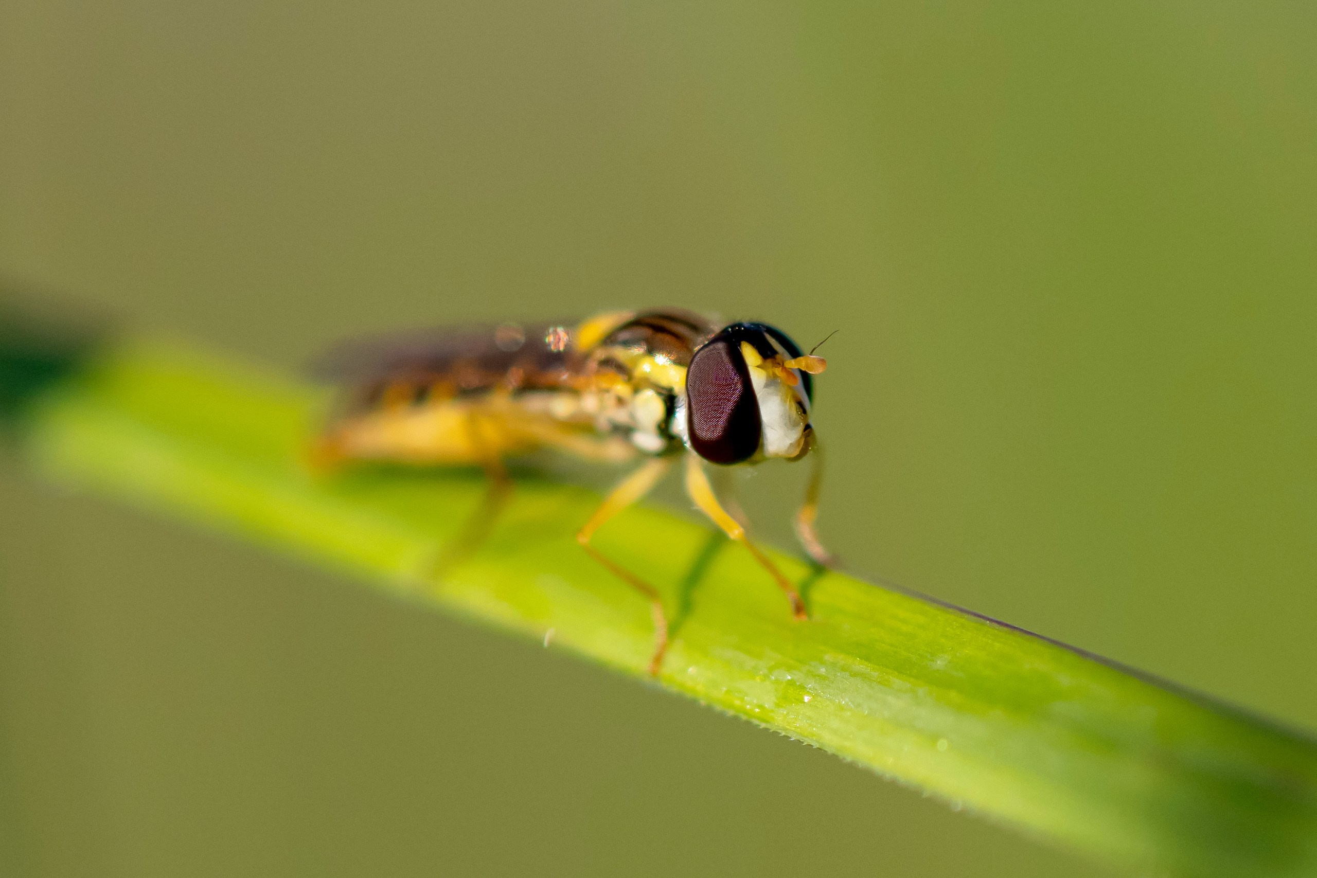 Макрофотосъёмка. Foto-Zuev фотография как искусство