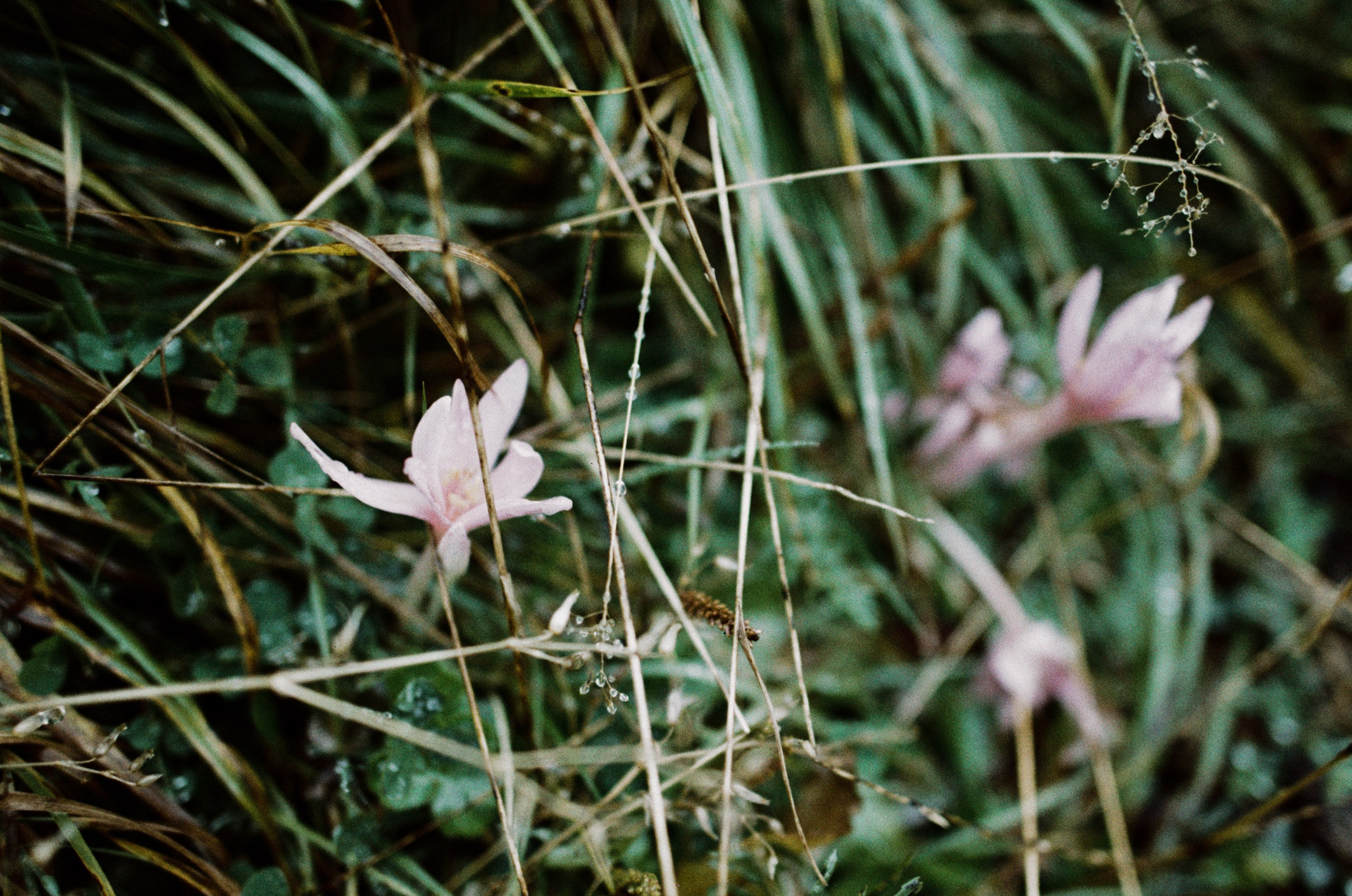 Il dono della vita // italy, dolomites IV. EVER EXPOSED