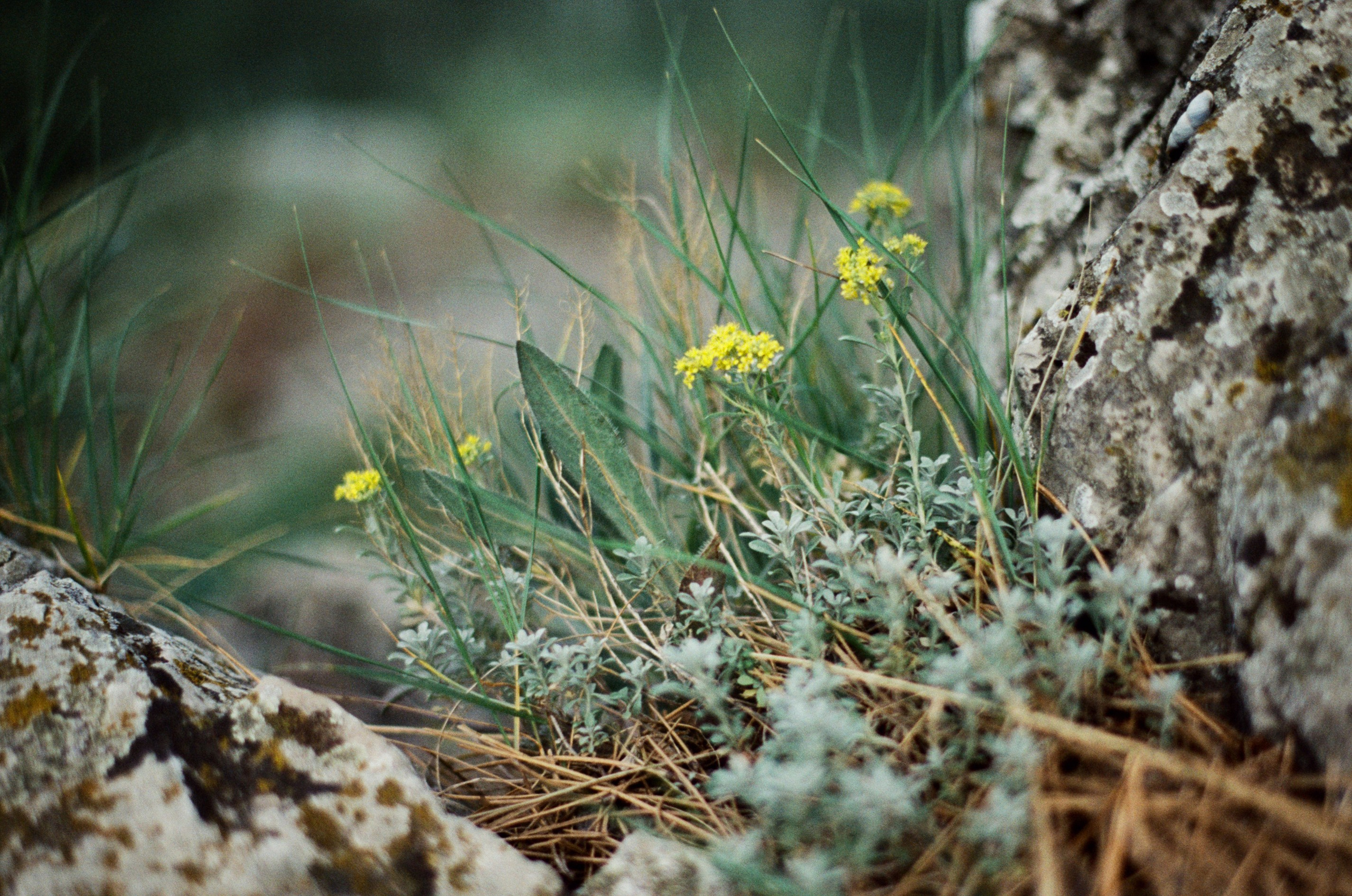 Silver strings // ukraine, crimea IX. EVER EXPOSED