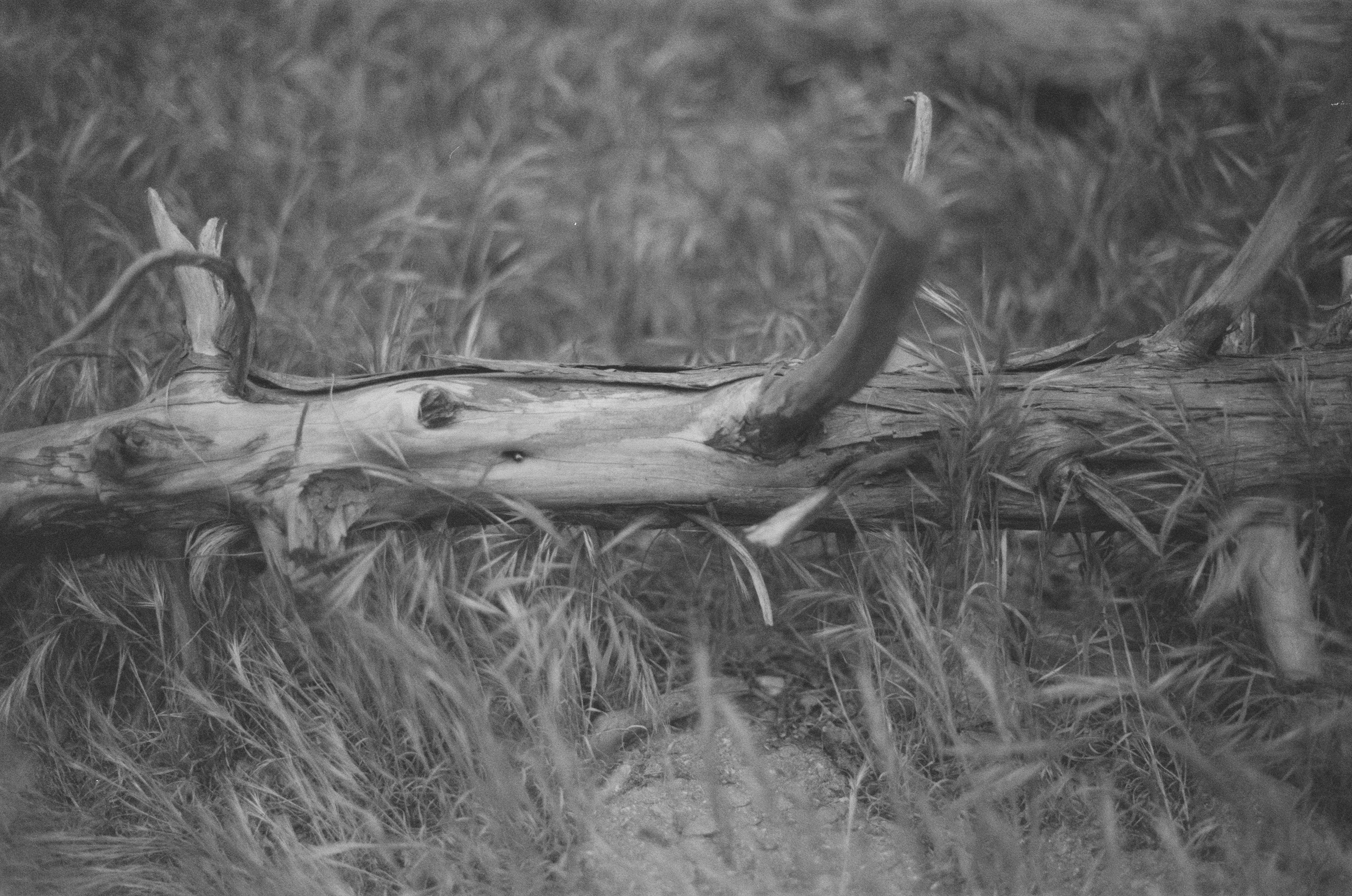 Plastinki // ukraine, crimea IV. EVER EXPOSED