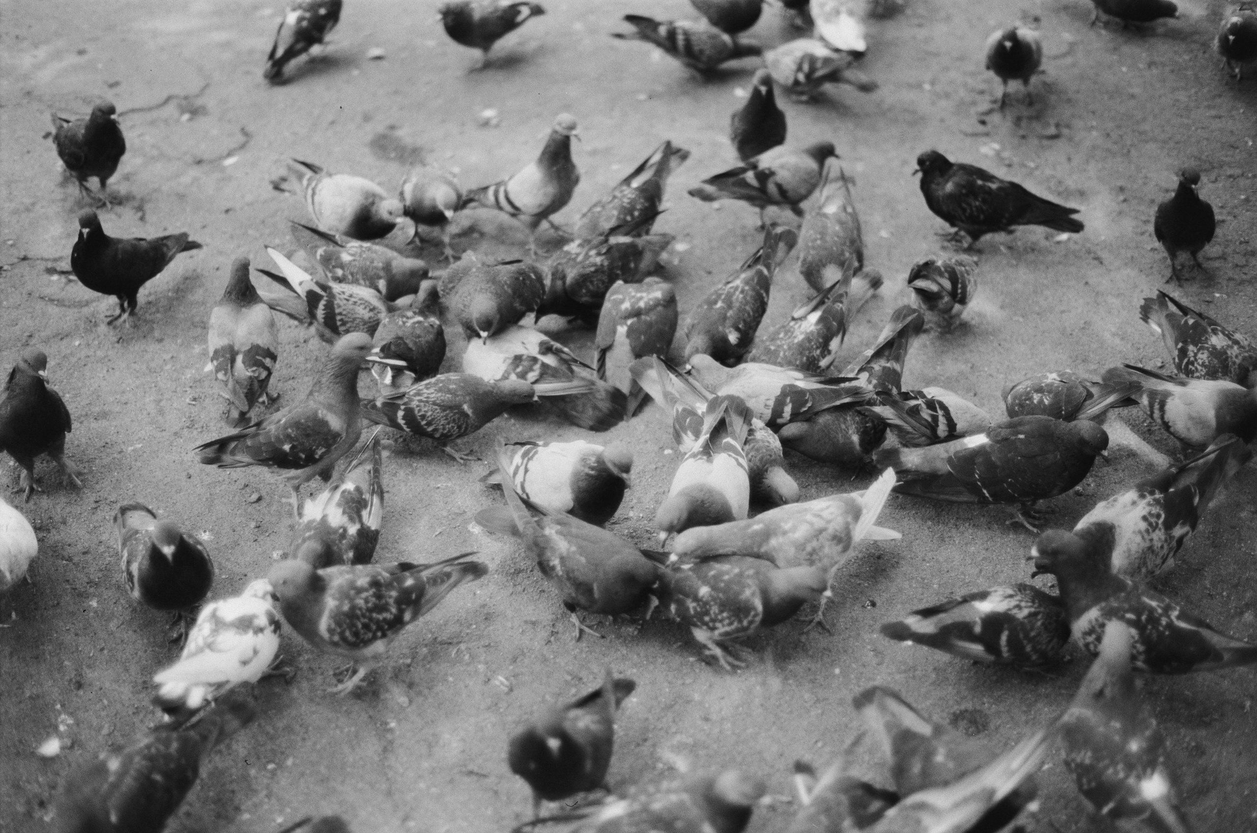 Black dog petersburg // st.-petersburg. EVER EXPOSED