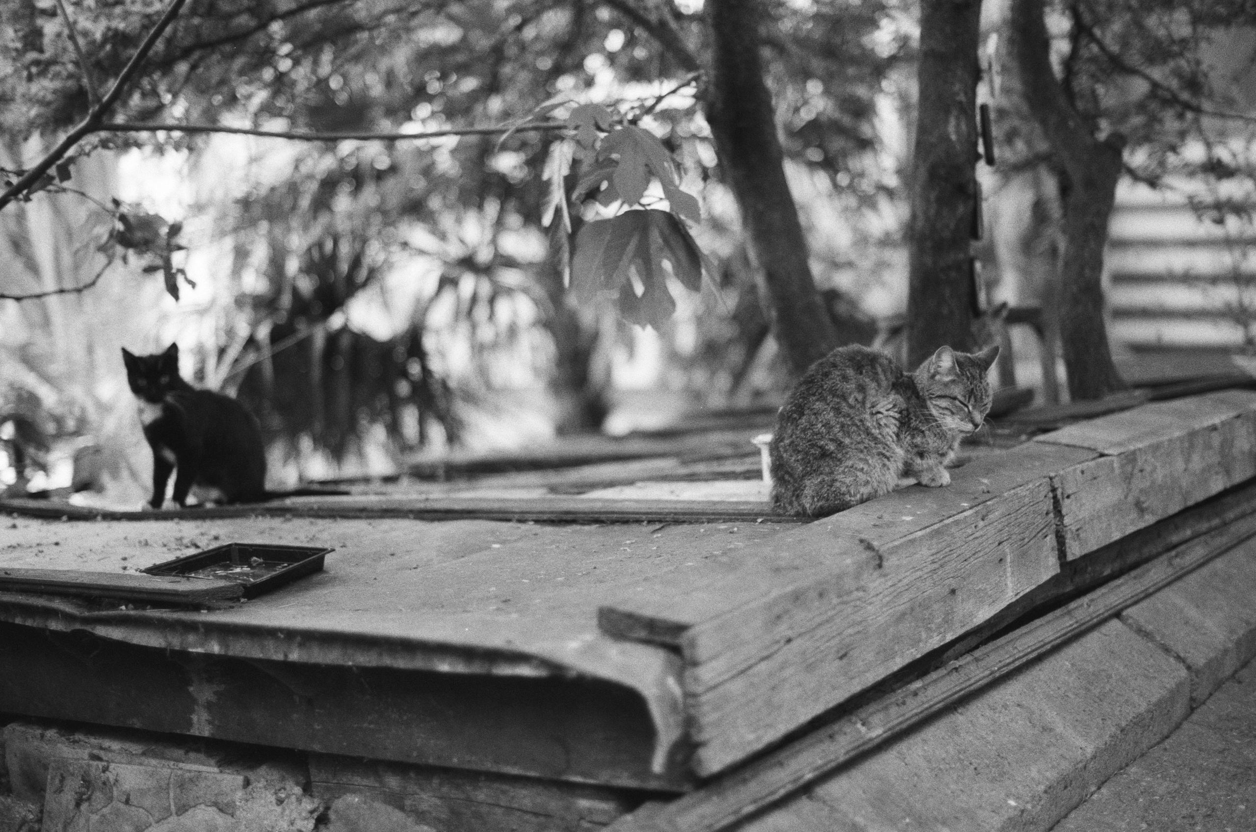 Sparks // ukraine, crimea II. EVER EXPOSED