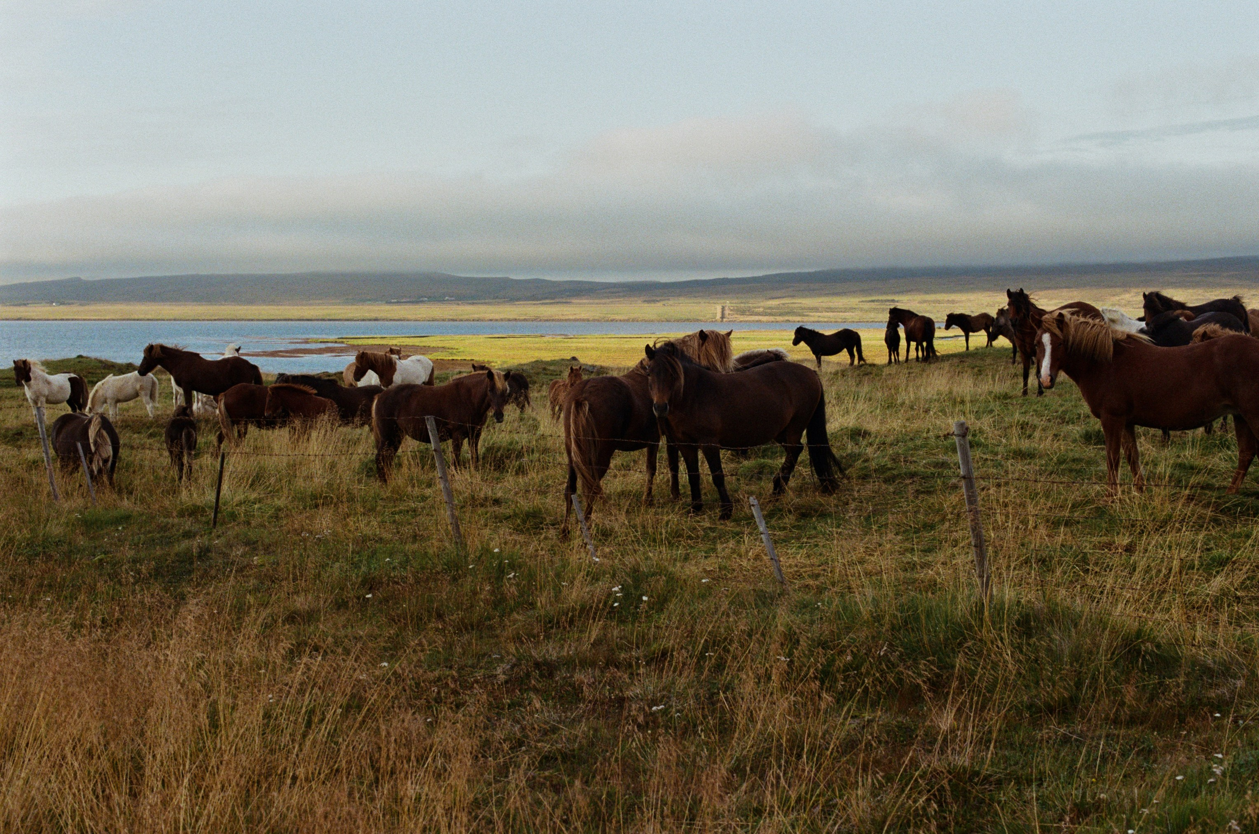 Vor i vaglaskogi // iceland, 724. EVER EXPOSED