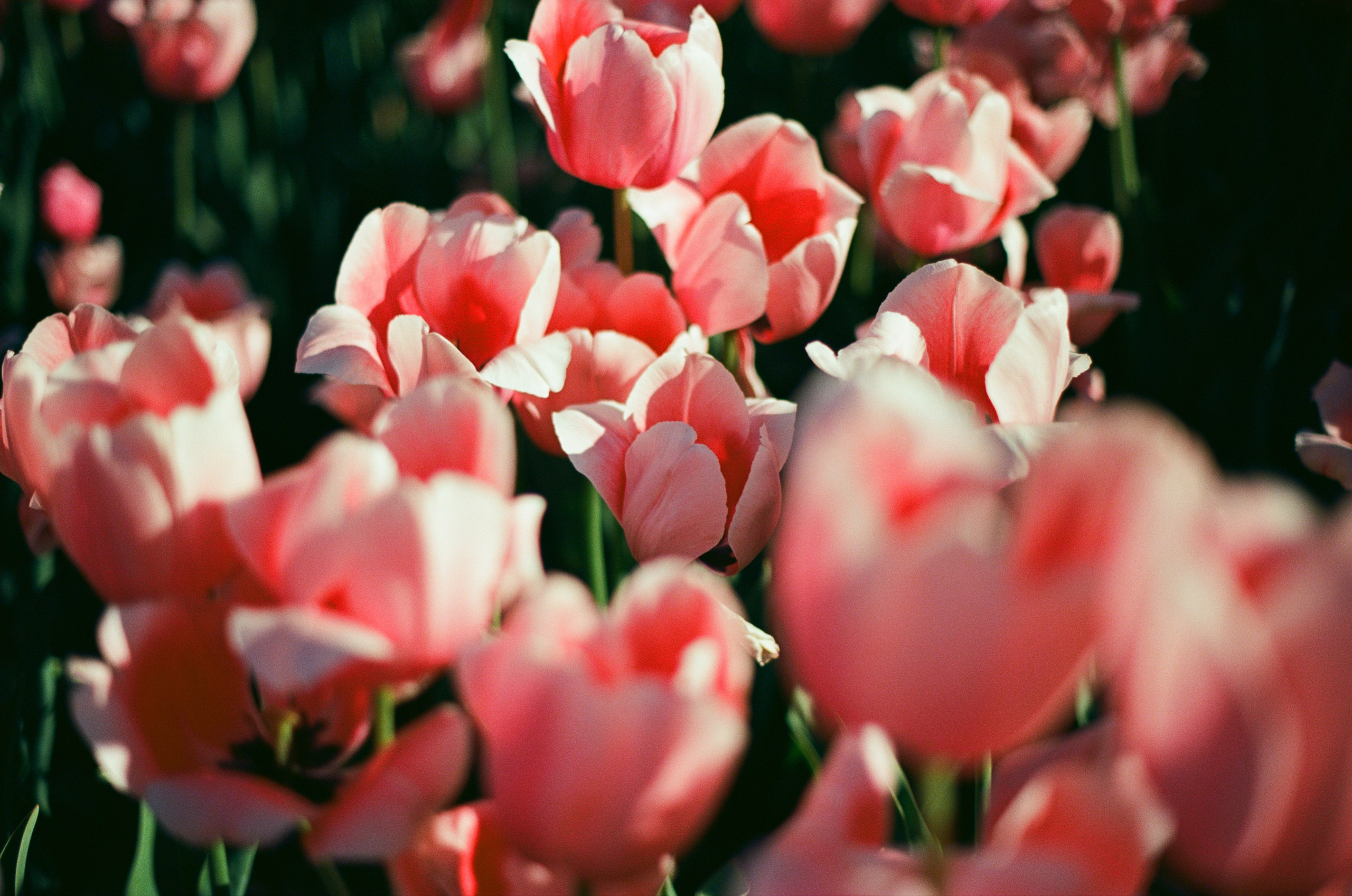 Follow you // ukraine, crimea IV. EVER EXPOSED