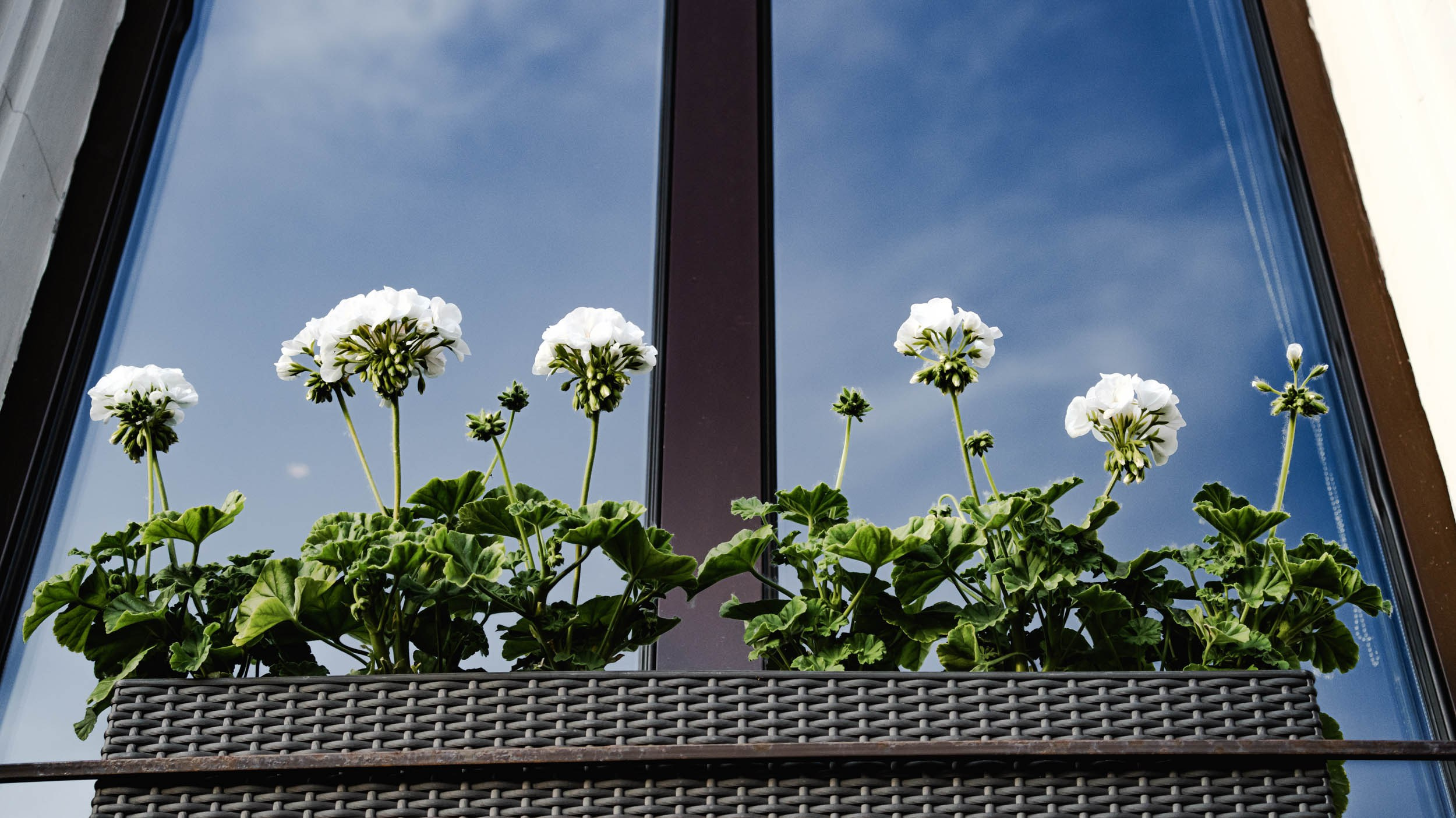 Saint Petersburg. The Andris