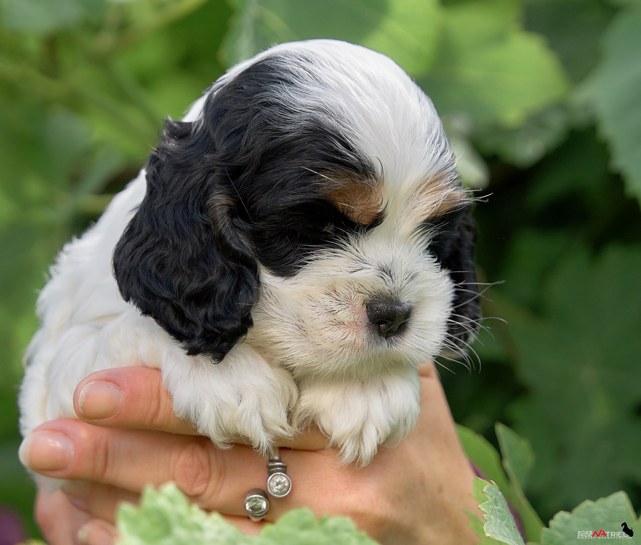 Щенки АмКокеров