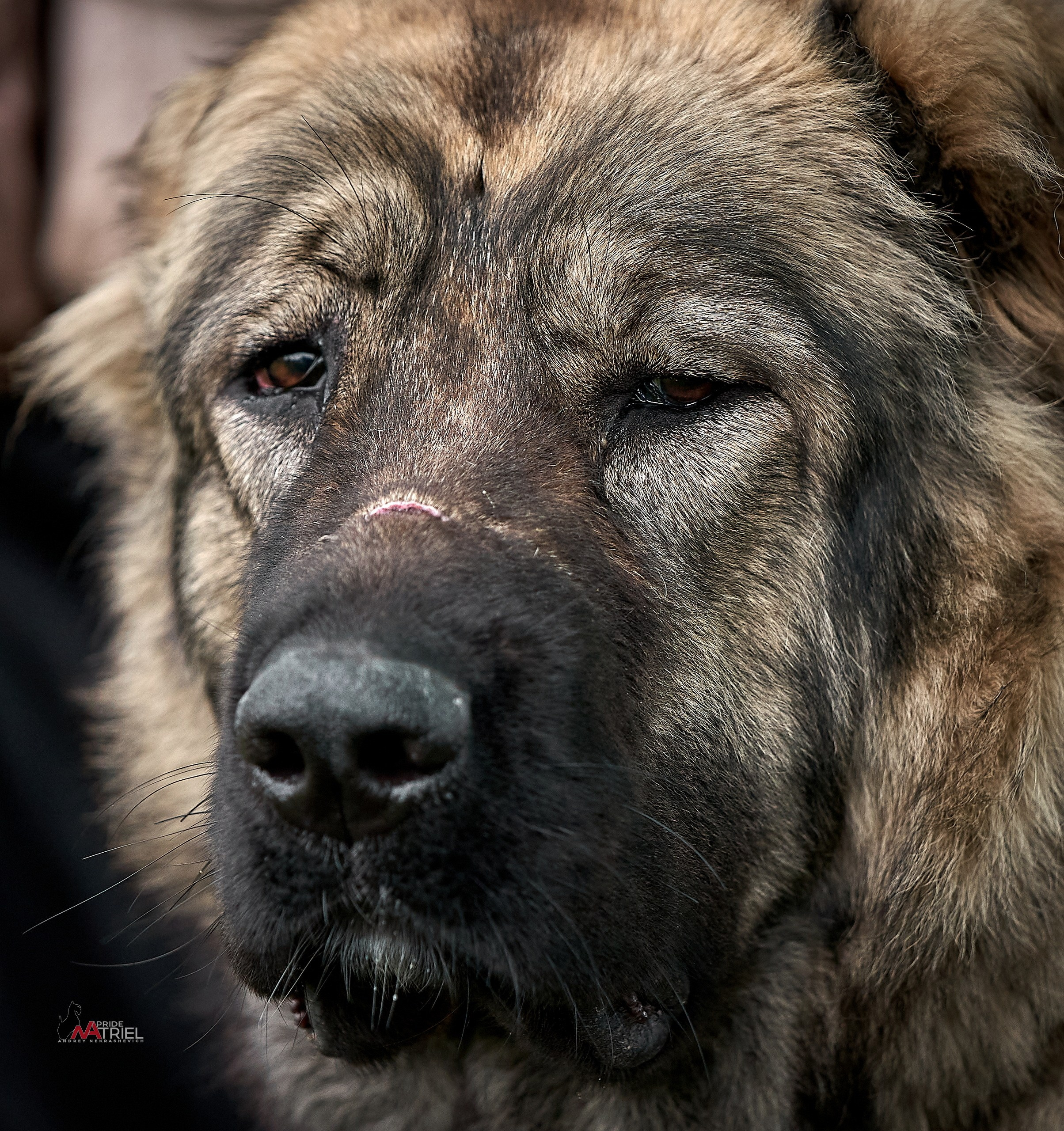 Портреты собак — галерея NATRIEL