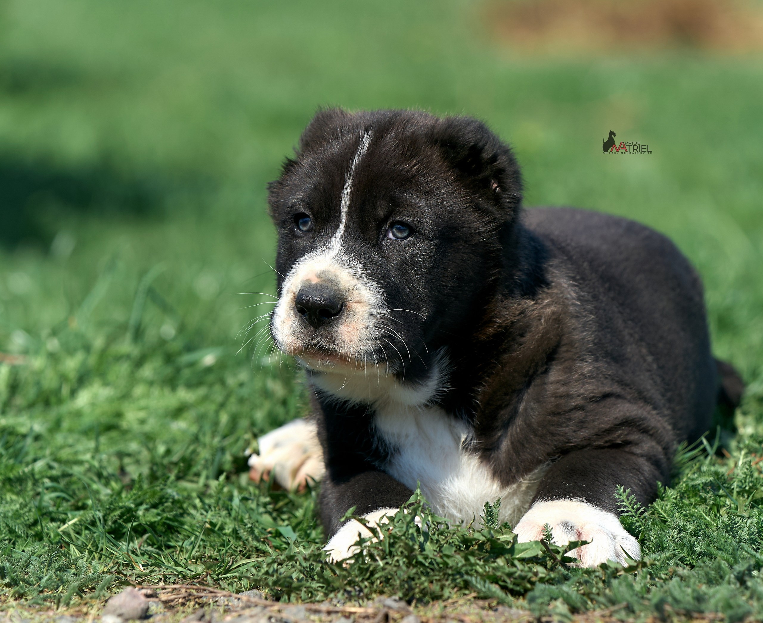 Среднеазиаты — щенки и взрослые