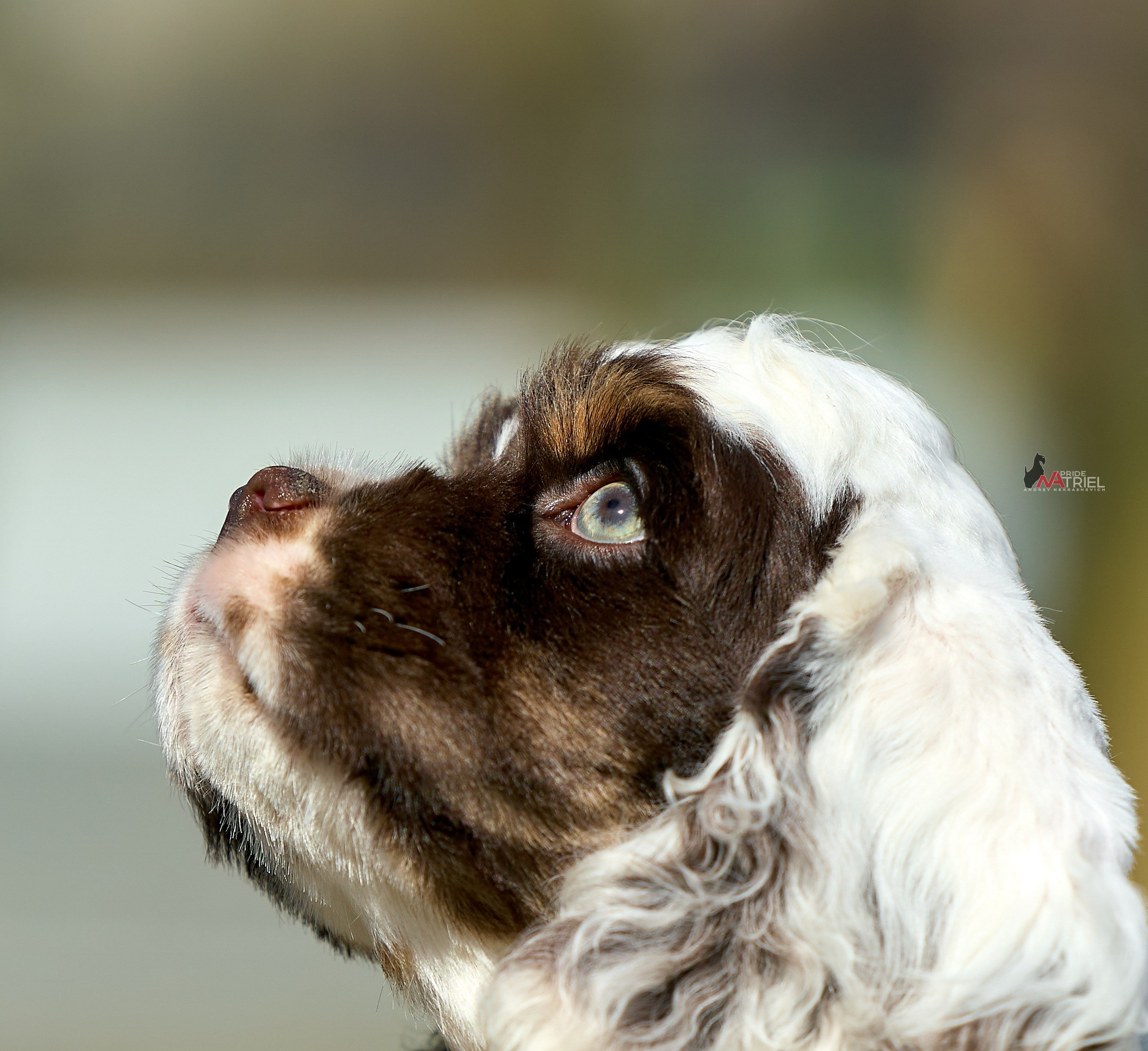 Прогулка со щенком