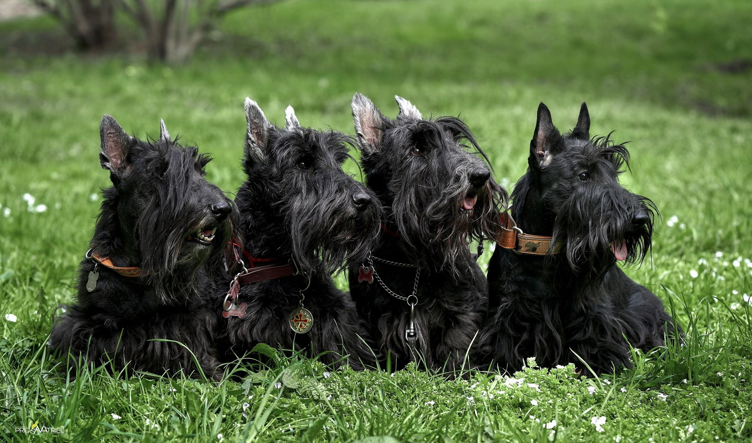 Портреты собак — галерея NATRIEL