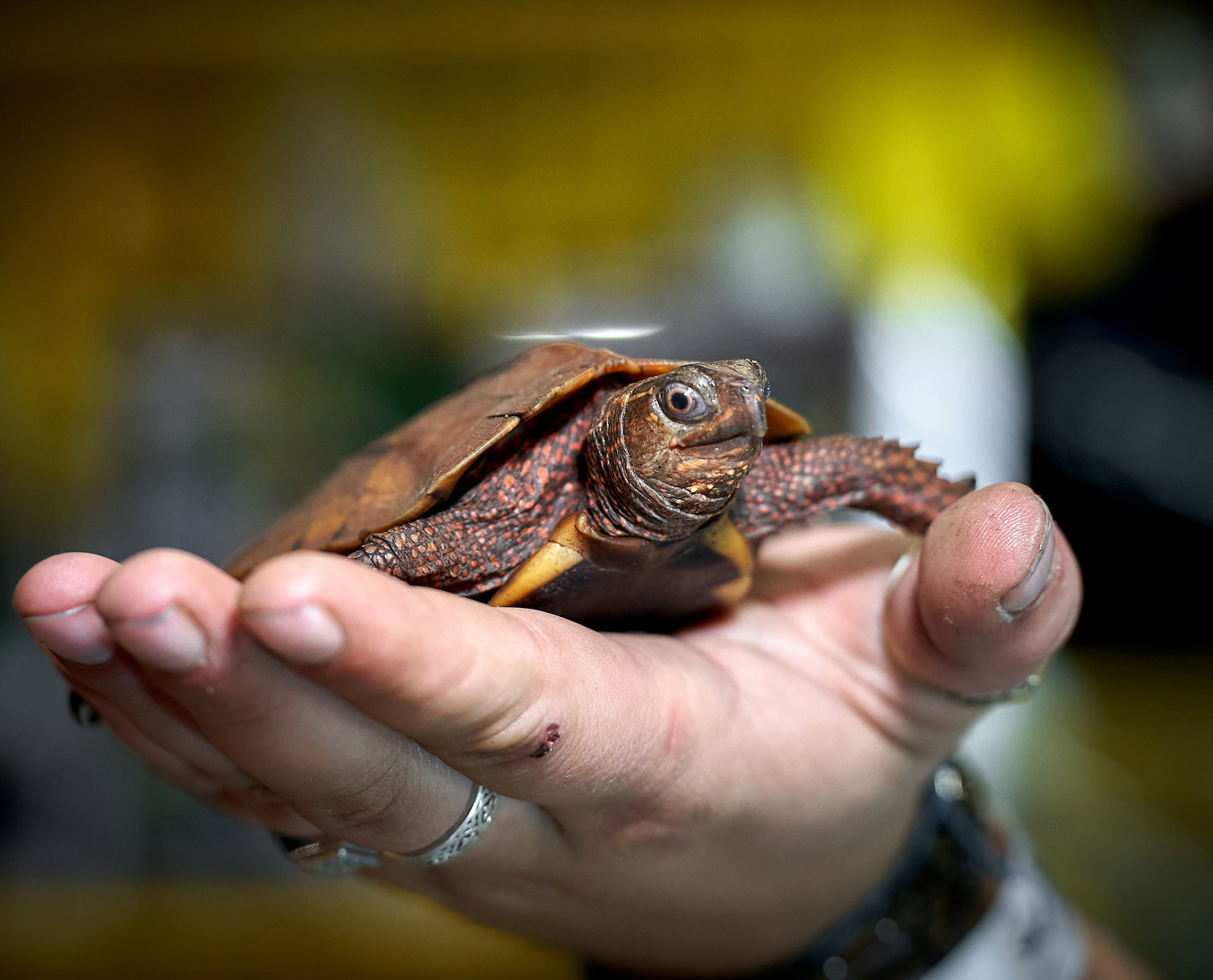 Рептилии — галерея NATRIEL