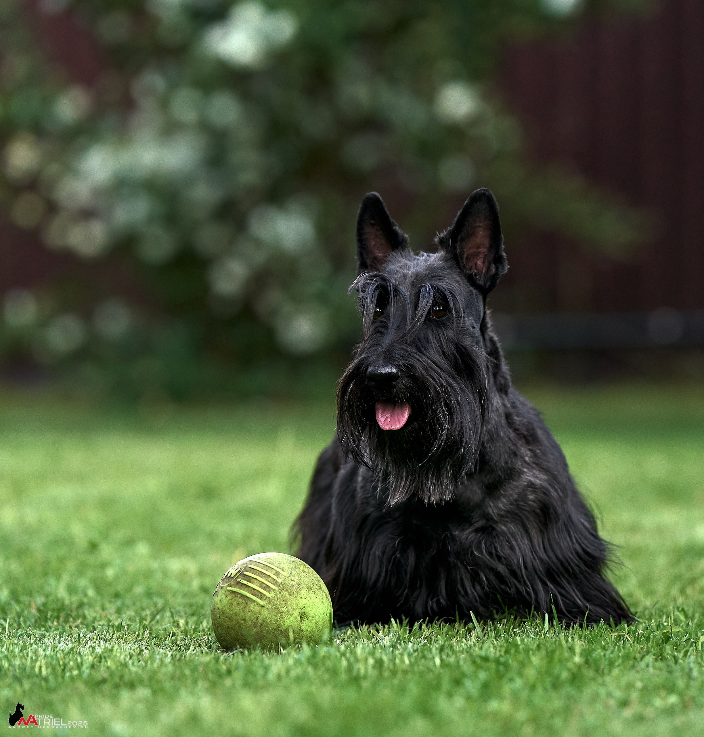 Алабаи и скотч-терьеры в питомнике у Ольги