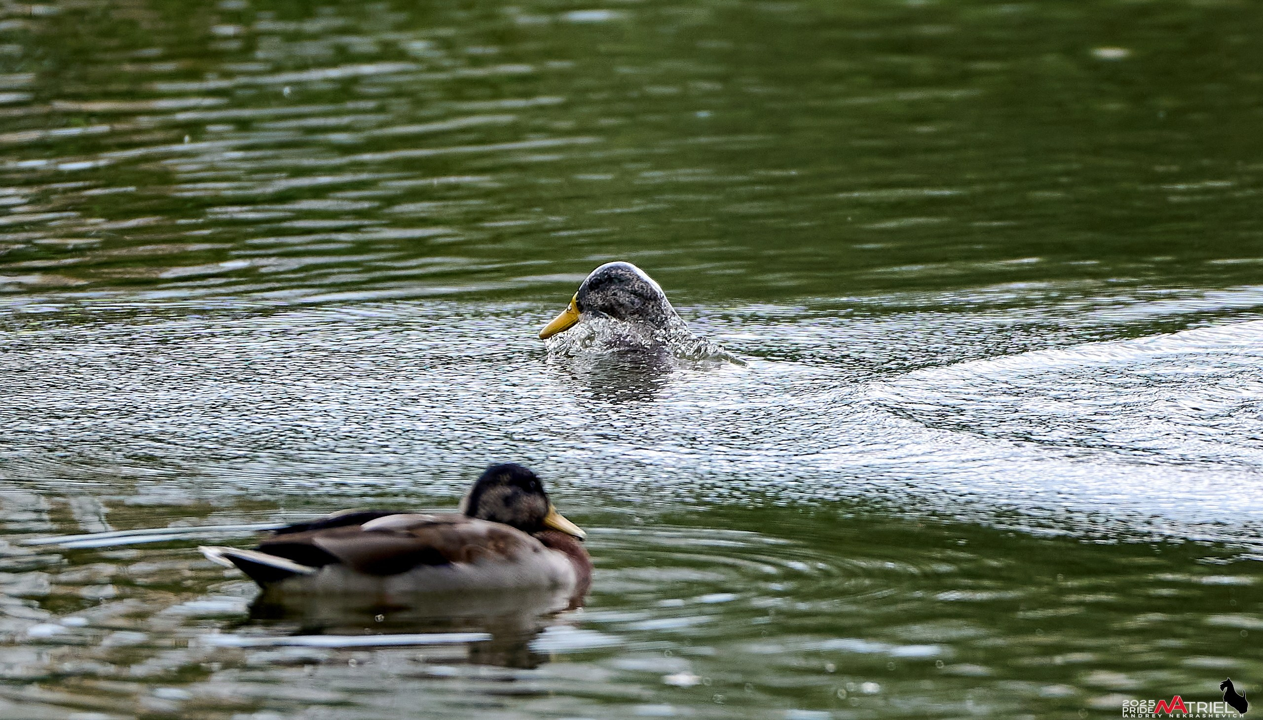 Утки на пруду