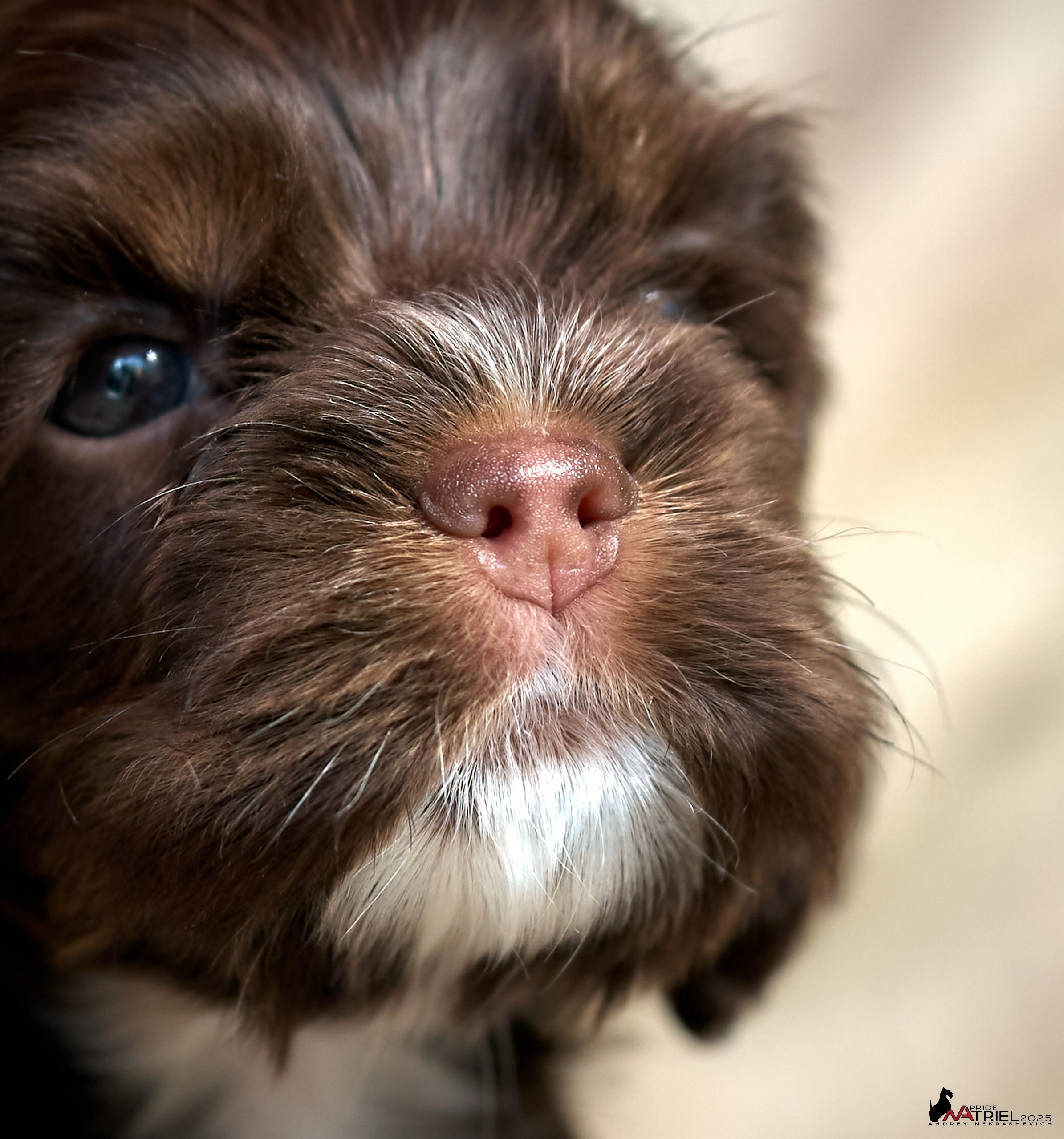 Щенки АмКокеров