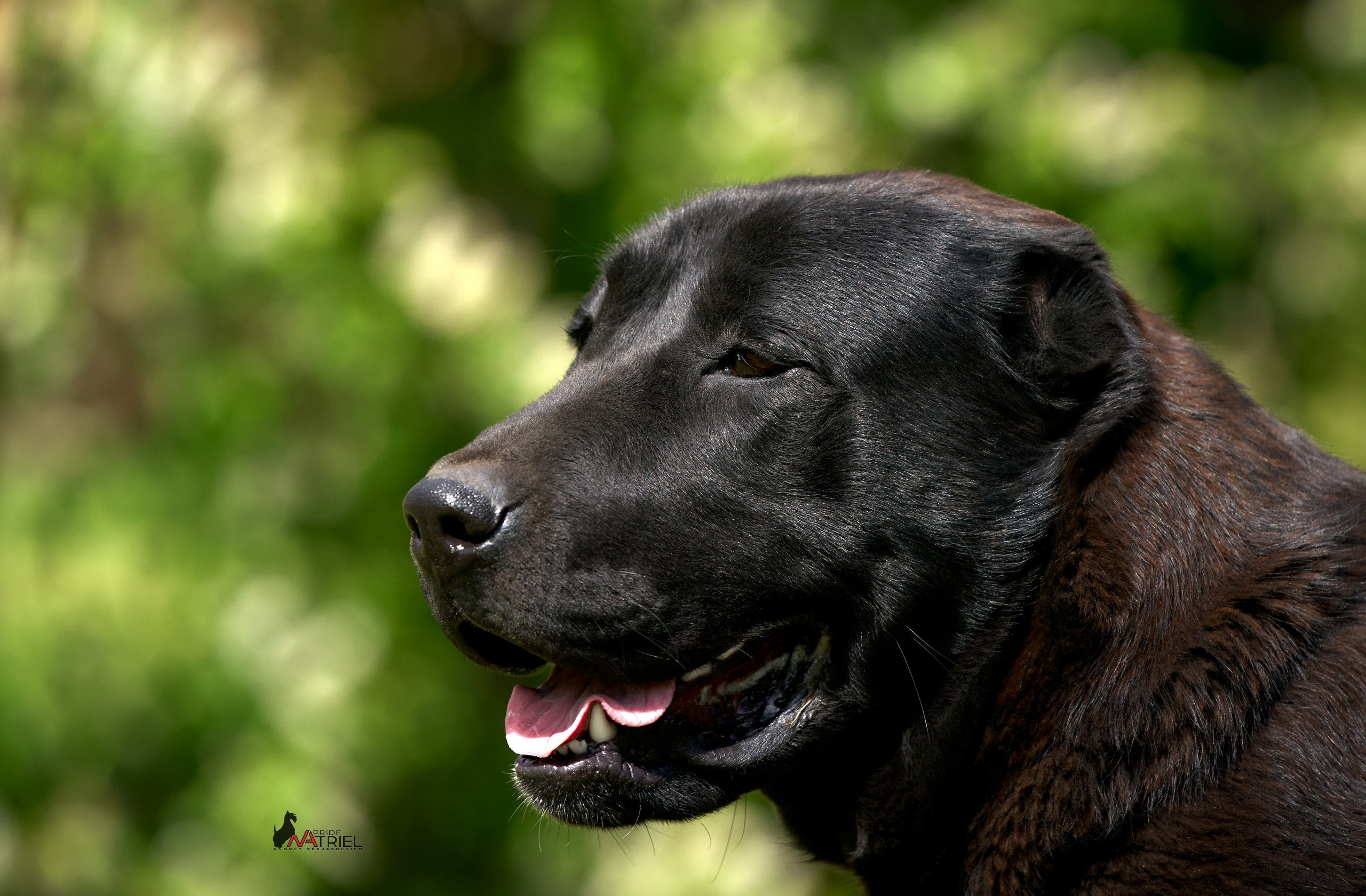 Портреты собак — галерея NATRIEL