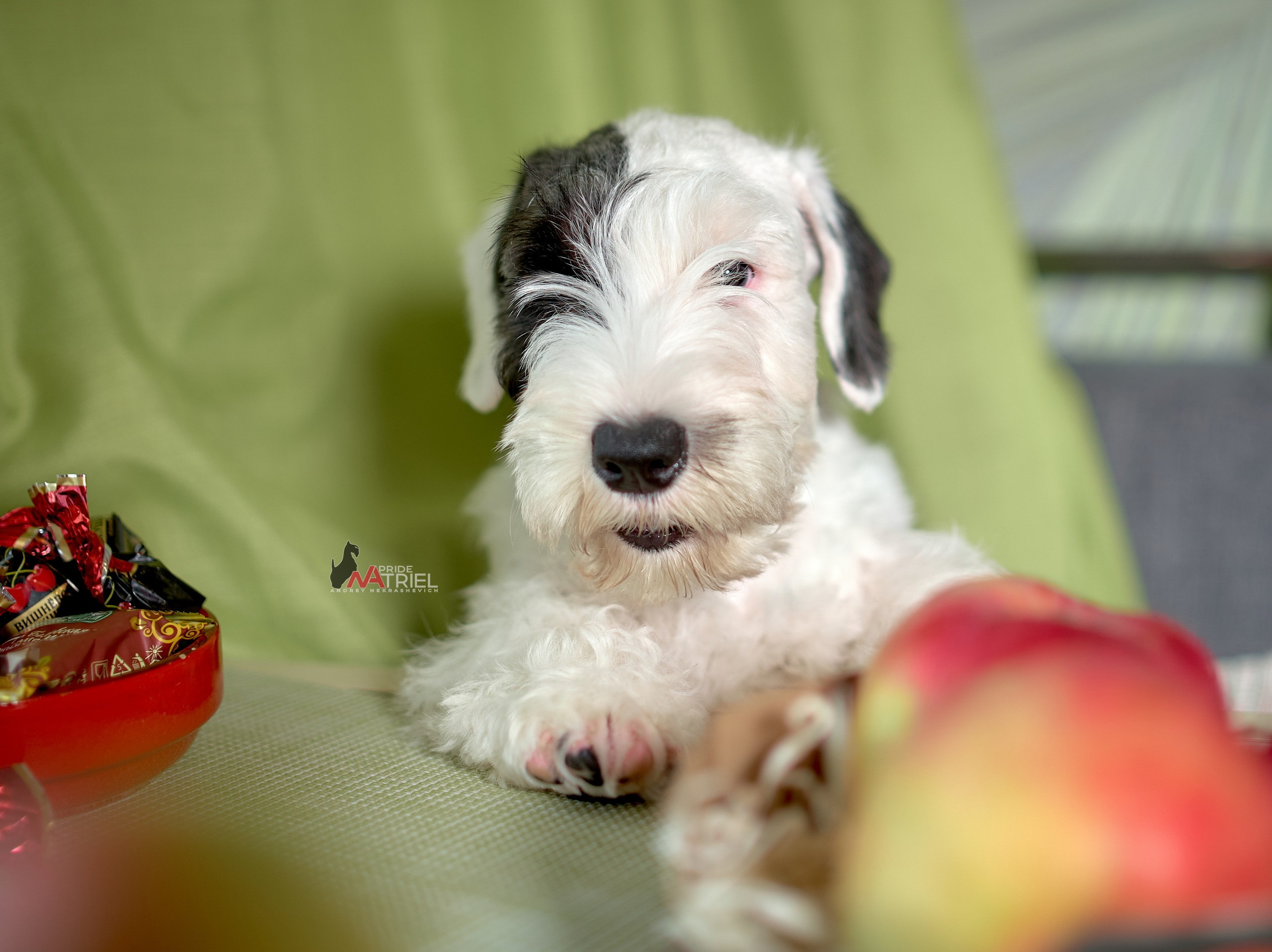 Щенки дома — галерея NATRIEL