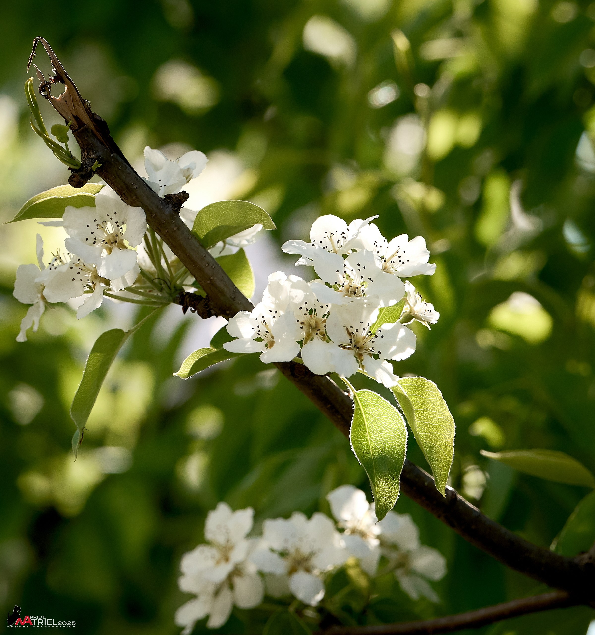 Съемка в майском лесу