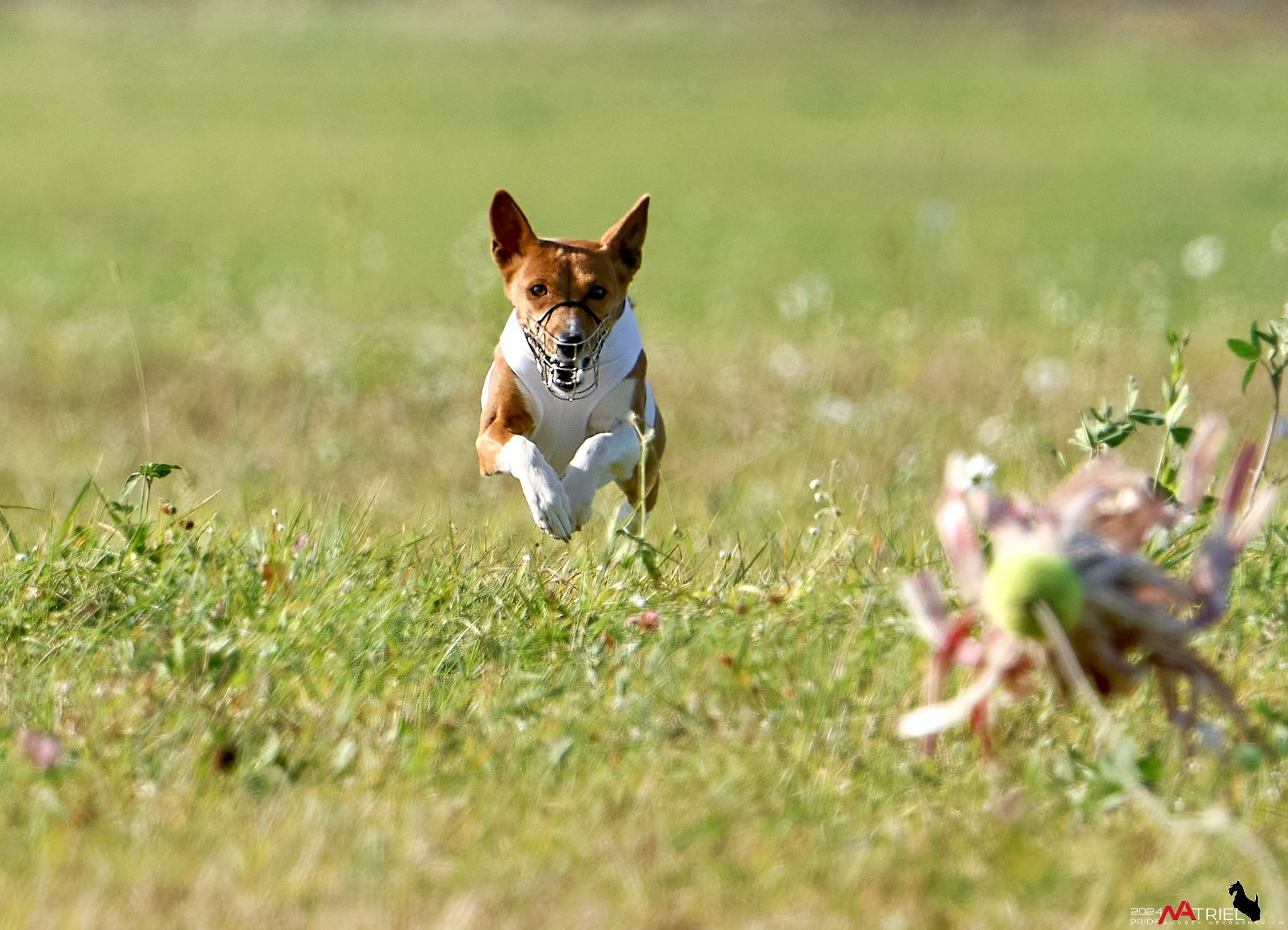 Курсинг в Иволге