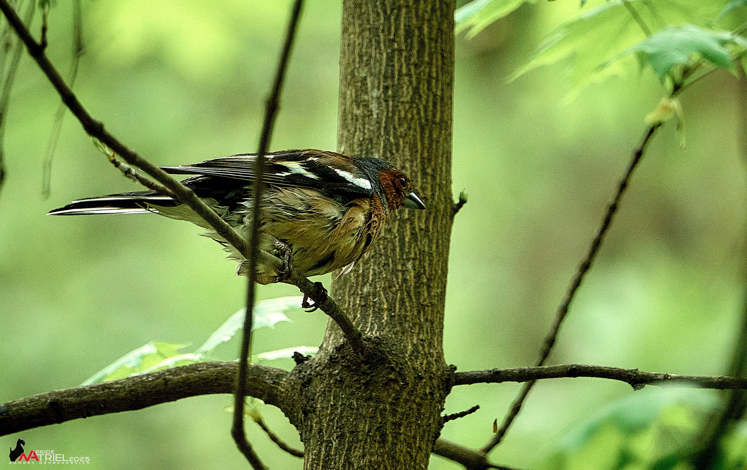 Съемка в майском лесу