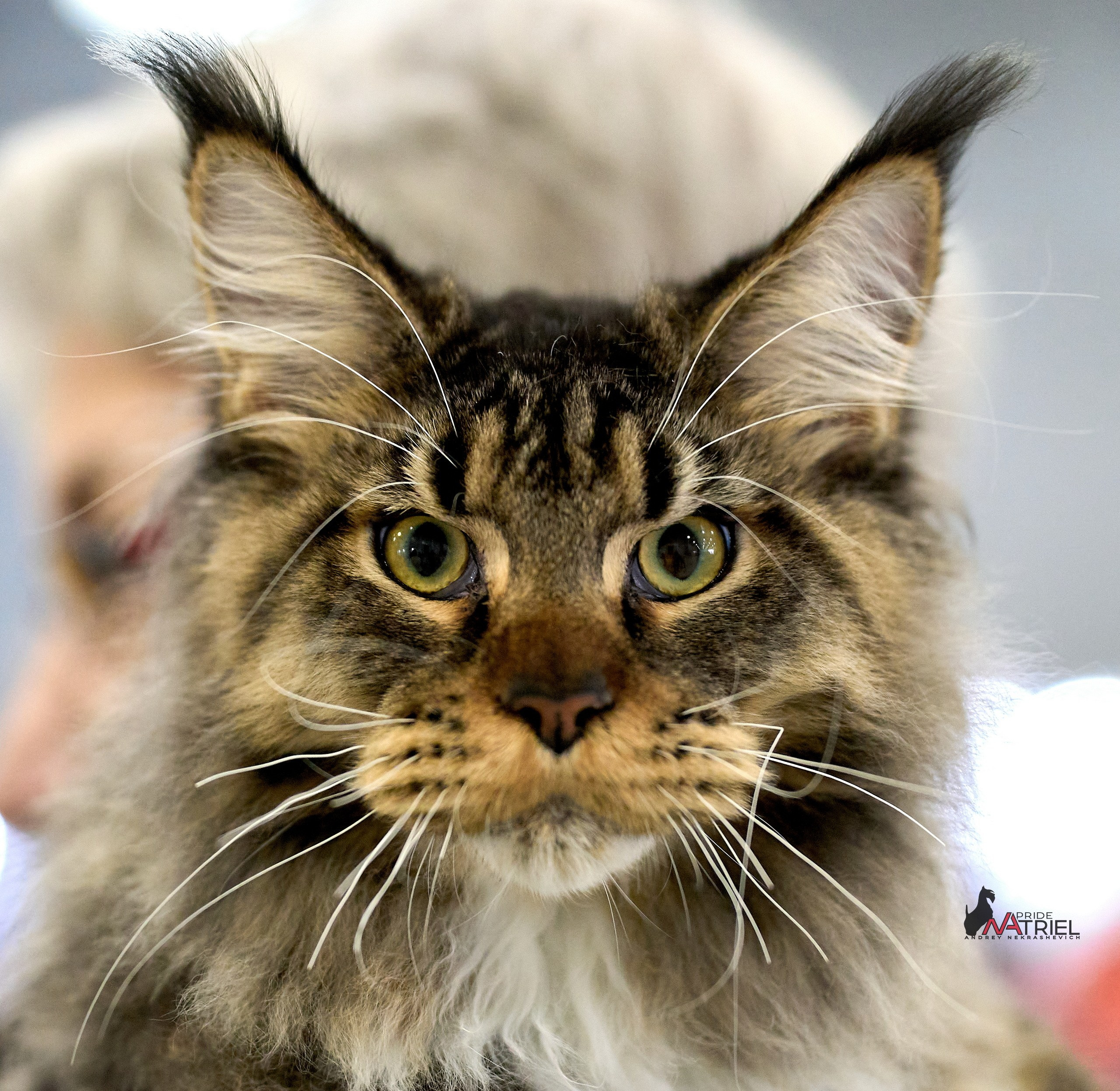 Кошки на выставках — галерея NATRIEL