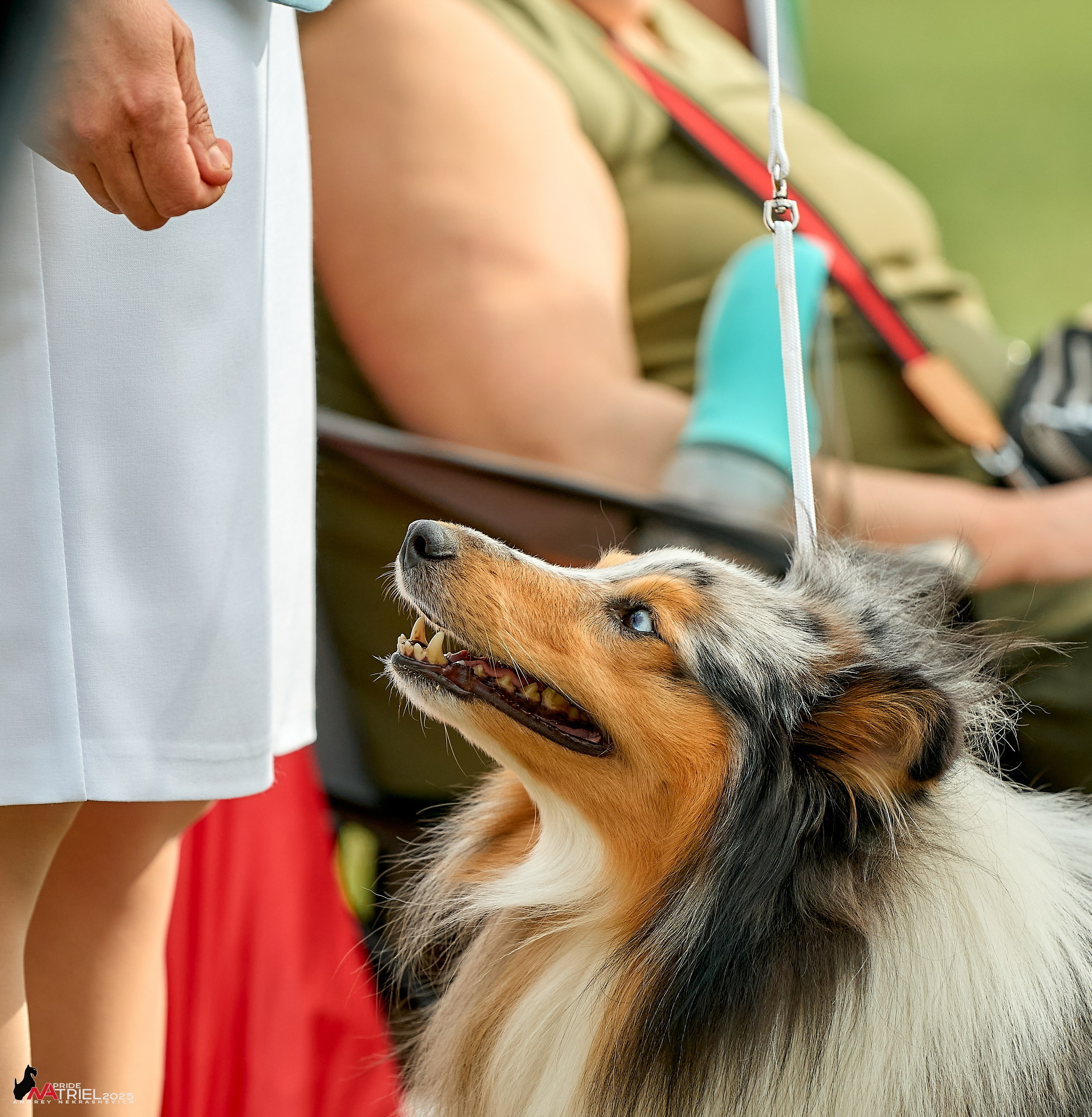 Выставка собак Суздаль-Владимир