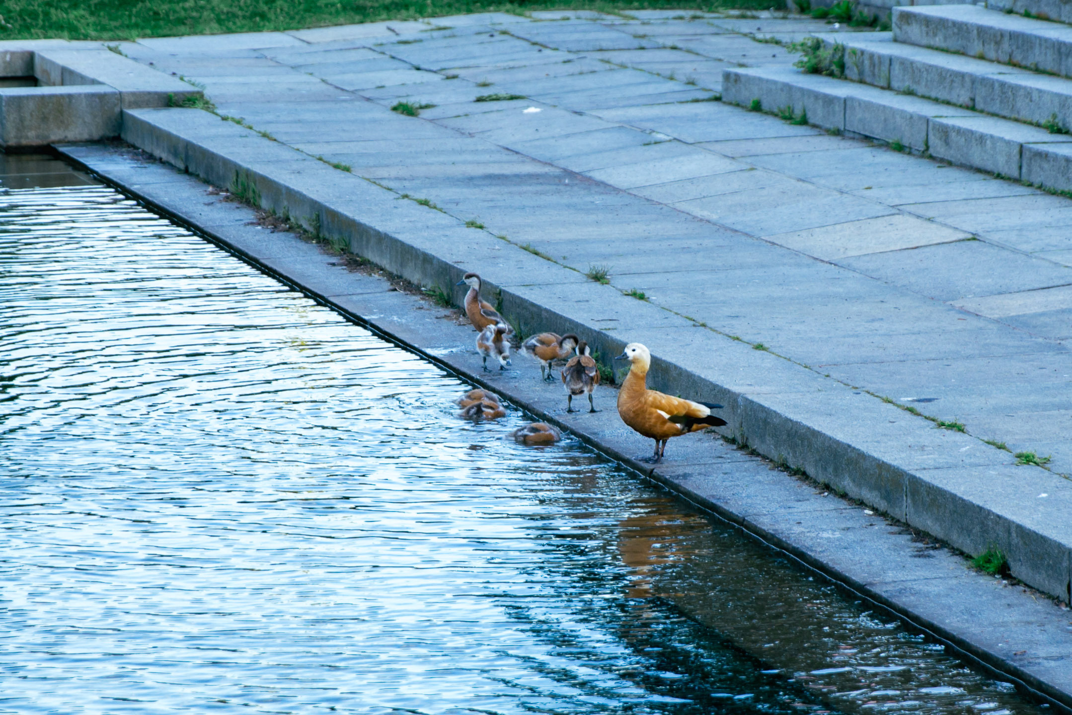 Взрослая свадьба без банкета. Ведущий на праздник в Москве / Денис Аганин