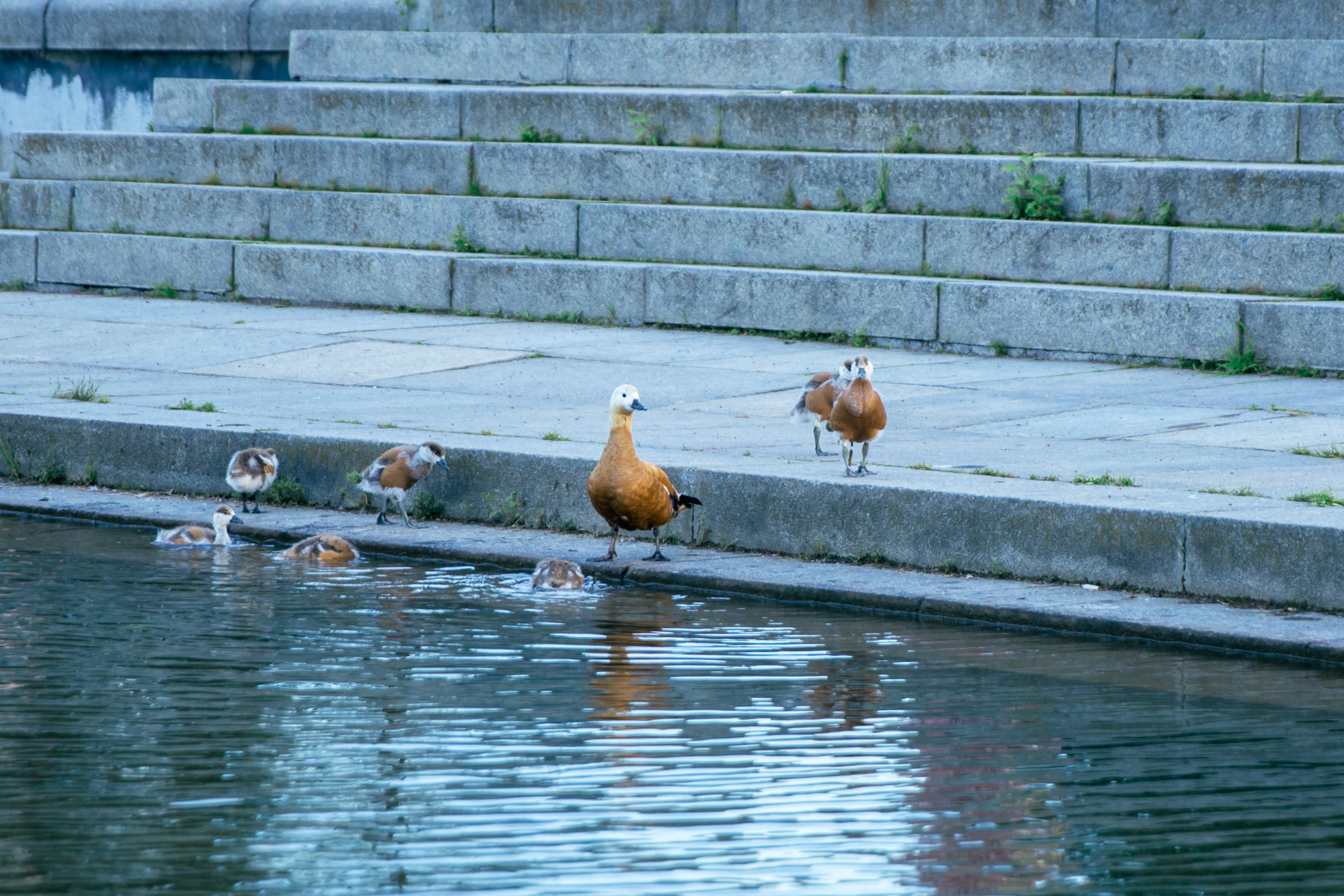 Взрослая свадьба без банкета. Ведущий на праздник в Москве / Денис Аганин