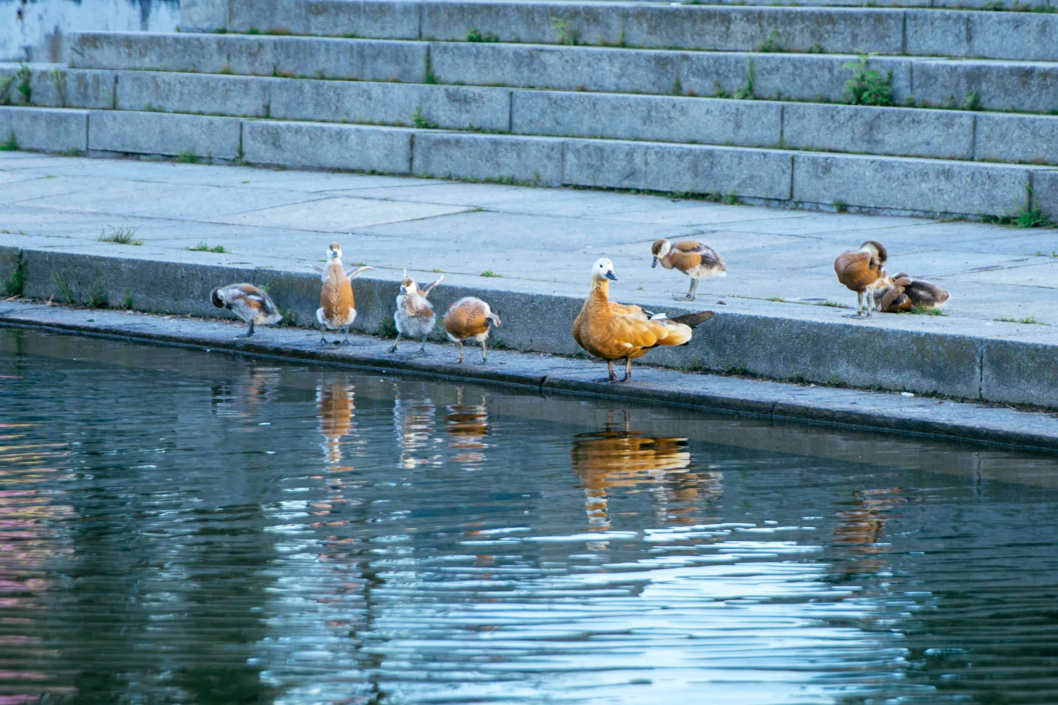 Взрослая свадьба без банкета. Ведущий на праздник в Москве / Денис Аганин