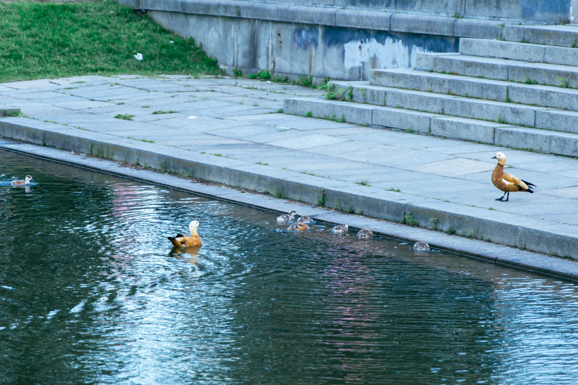 Взрослая свадьба без банкета. Ведущий на праздник в Москве / Денис Аганин
