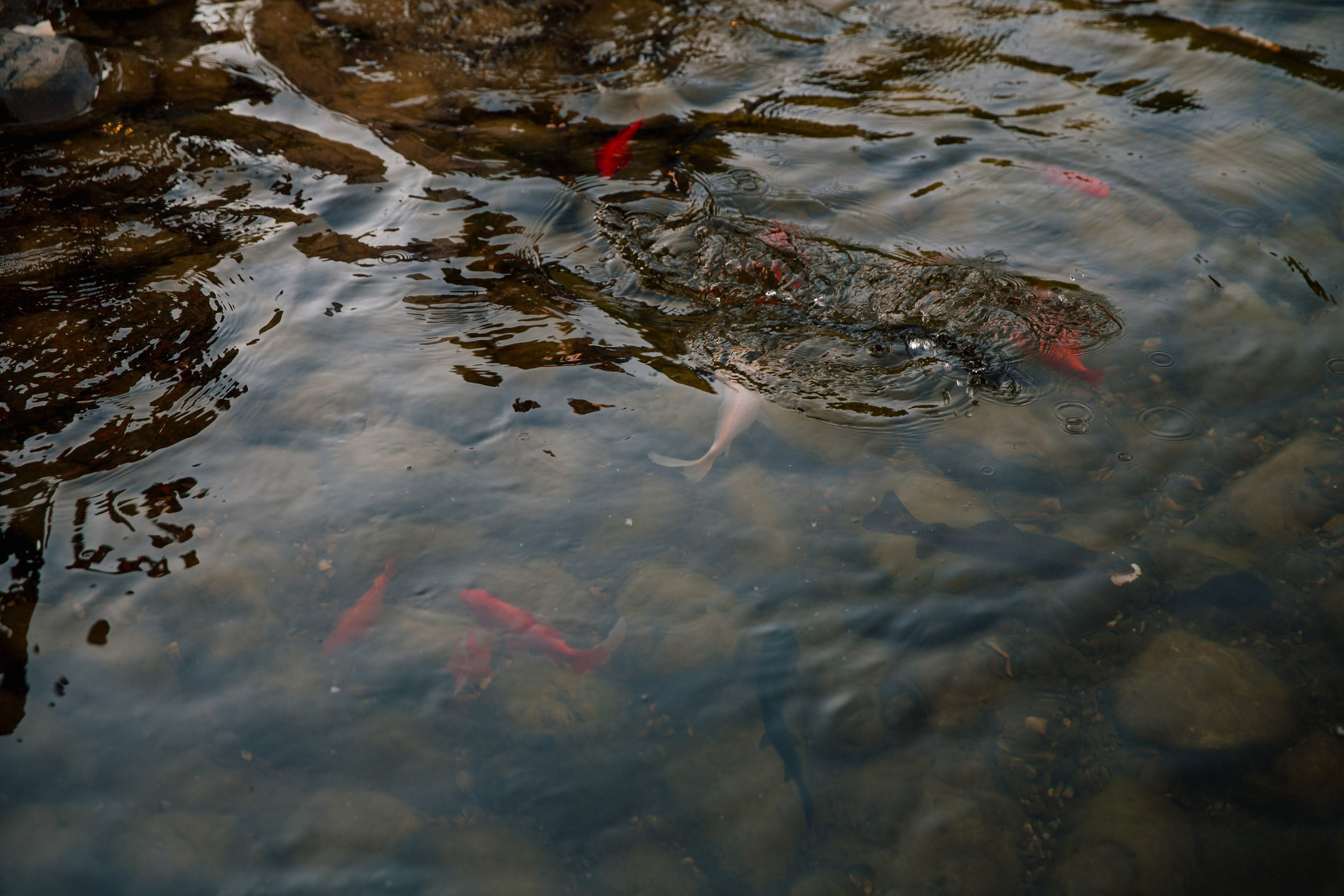 Фото свадьбы весной. Ведущий на праздник в Москве / Денис Аганин